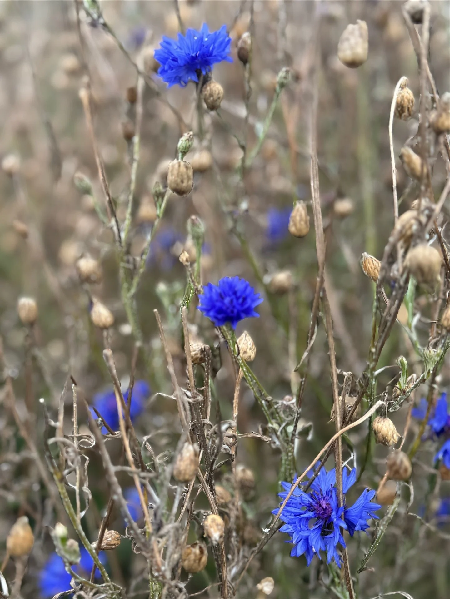 I have a seed saving compulsion! Thankfully my time volunteering with Lauriston Wildflower nursery means I can scratch that itch without accumulating packets and packets of seeds that I haven&rsquo;t the windowsill real estate to grow. 

Don&rsquo;t 