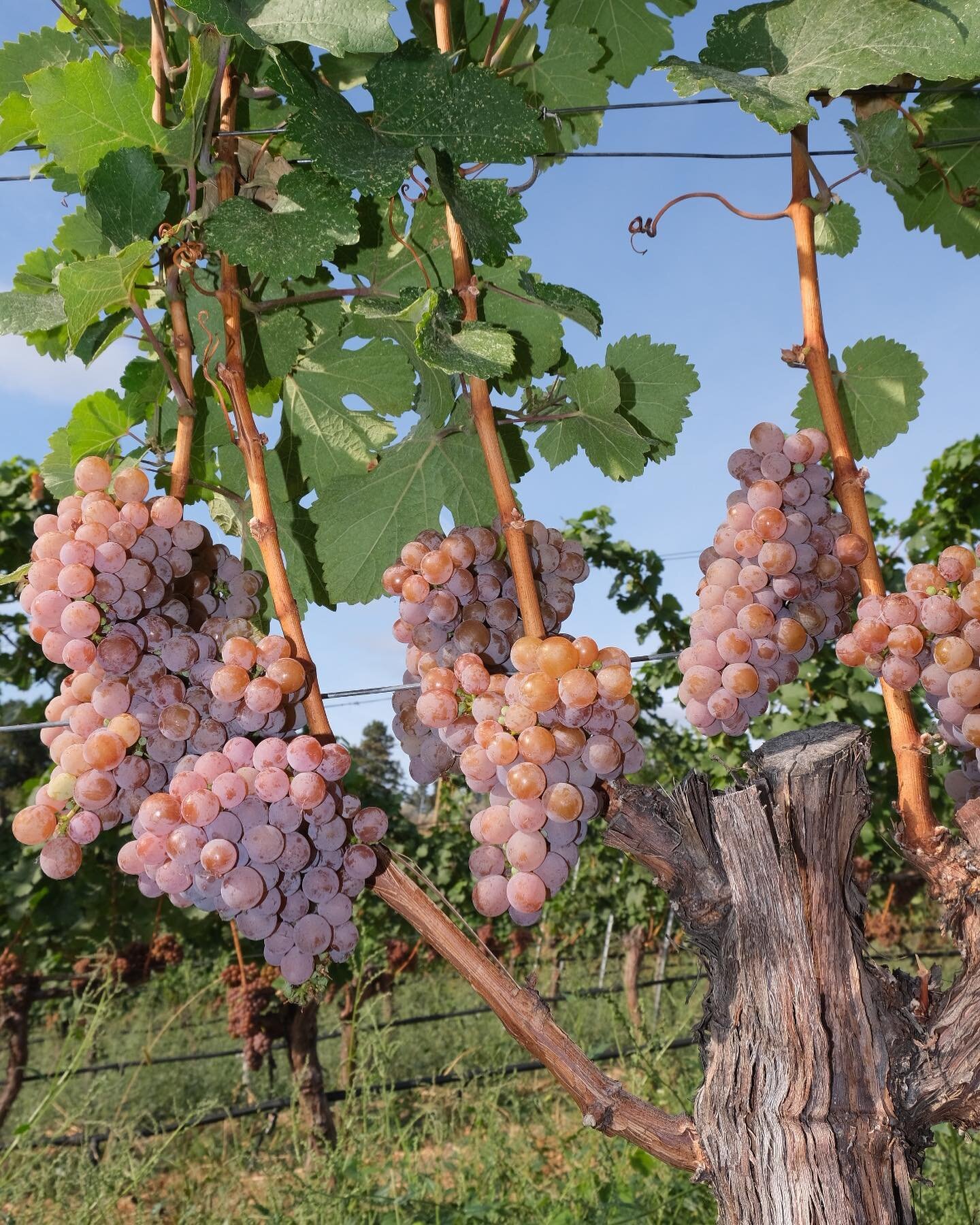 Harvest 2023 is here! We&rsquo;re currently processing our beautiful estate grown Gew&uuml;rztraminer✨🍇

#organicviticulture 
#viticulture
#gewurztraminer 
#organicfarming 
#organicgrapes 
#grapegrowers 
#bcvineyard 
#summerlandbc
#visitsummerland 
