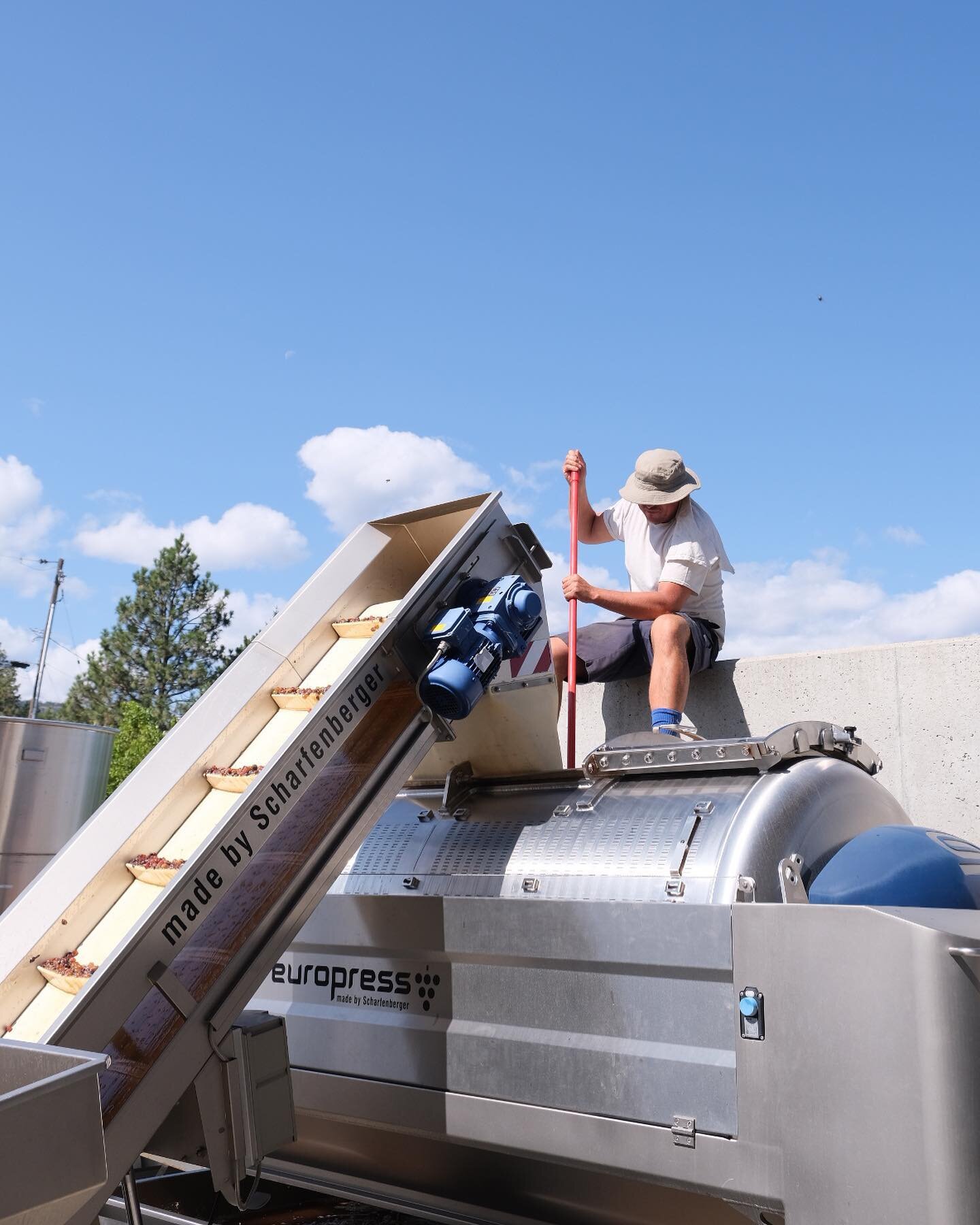 Nate at the top of the press raking in de-stemmed Pinot Gris 🍇 A moment from our 2023 harvest✨ 

#naturalwine 
#wine 
#pinotgris 
#harvest2023 
#bcwine 
#winemakers 
#winemaking 
#canadianwine 
#bcnaturalwine 
#summerlandbc