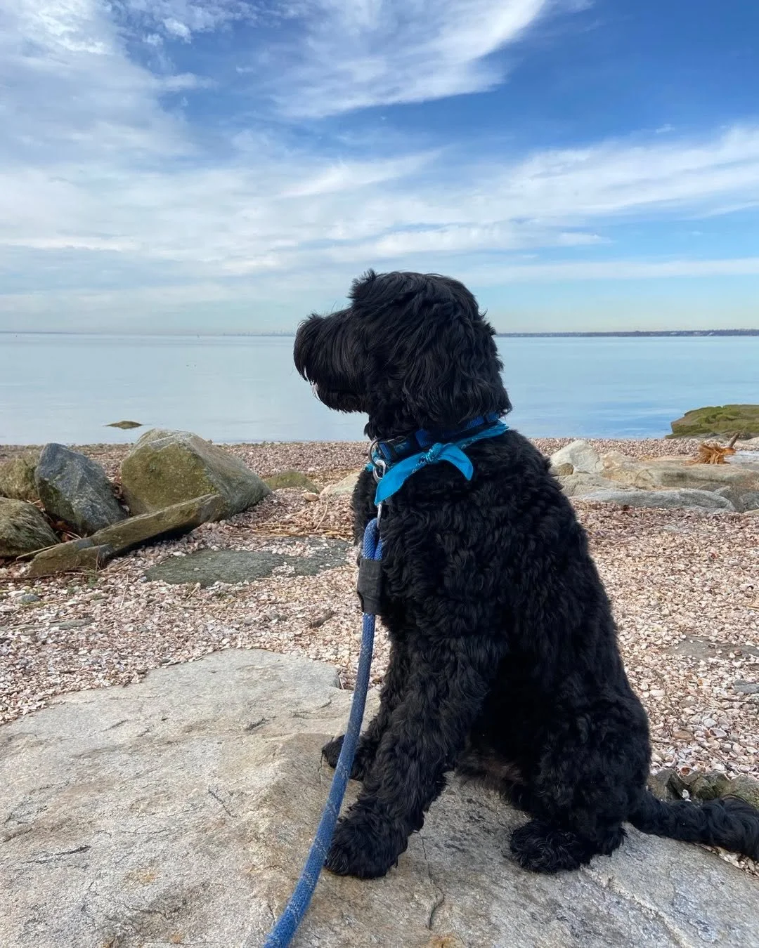 It&rsquo;s never easy to lose a furry friend.  This guy has been my companion for the last 12 years and will be dearly missed.  One of the best memories was at the Eastern Grind mountain bike race outside Burlington, VT.  For the first time all seaso