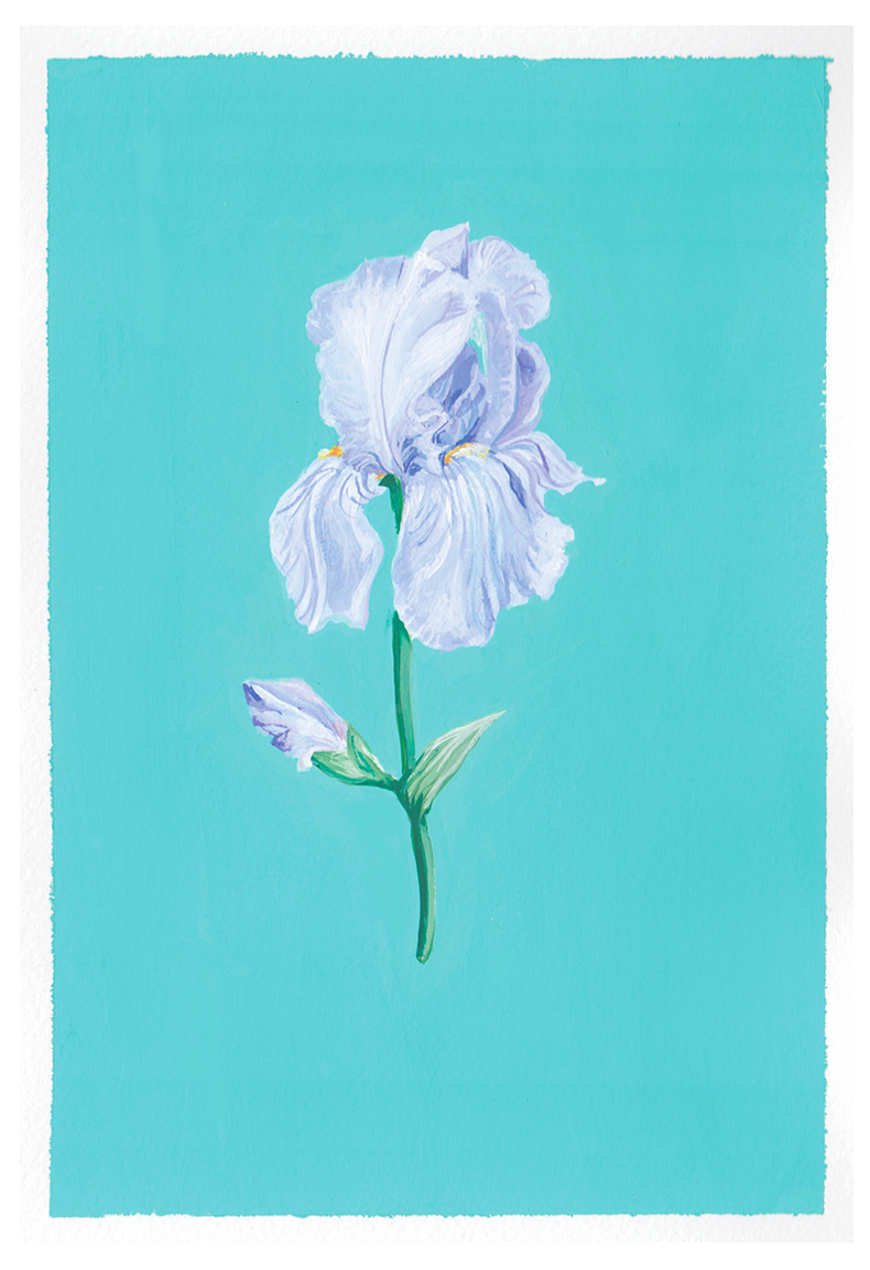 Iris.png