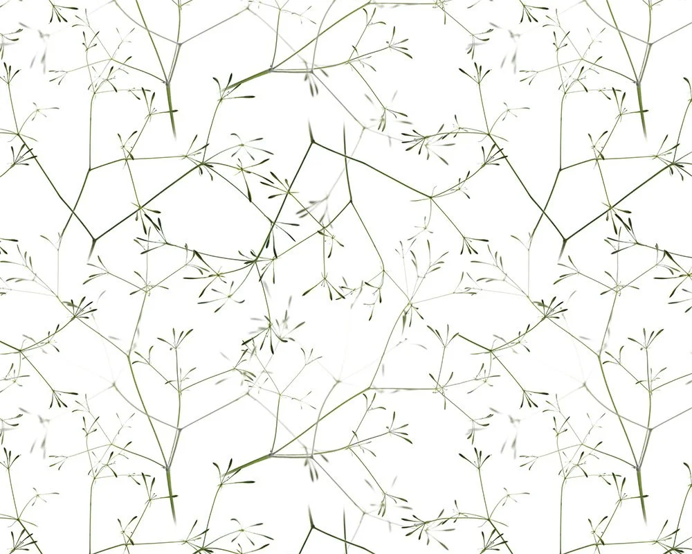 MJH-7 Going to Seed_Art WEB.jpg