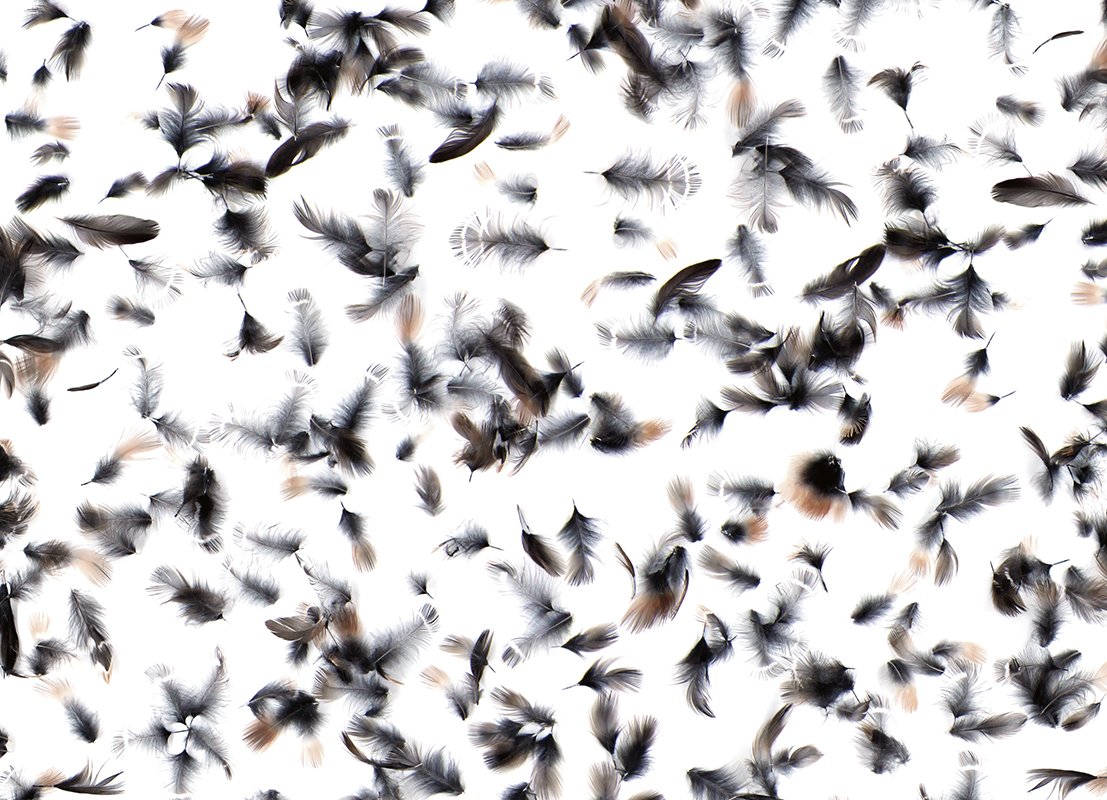 MJH-10 Scattered Feathers_Art WEB.jpg