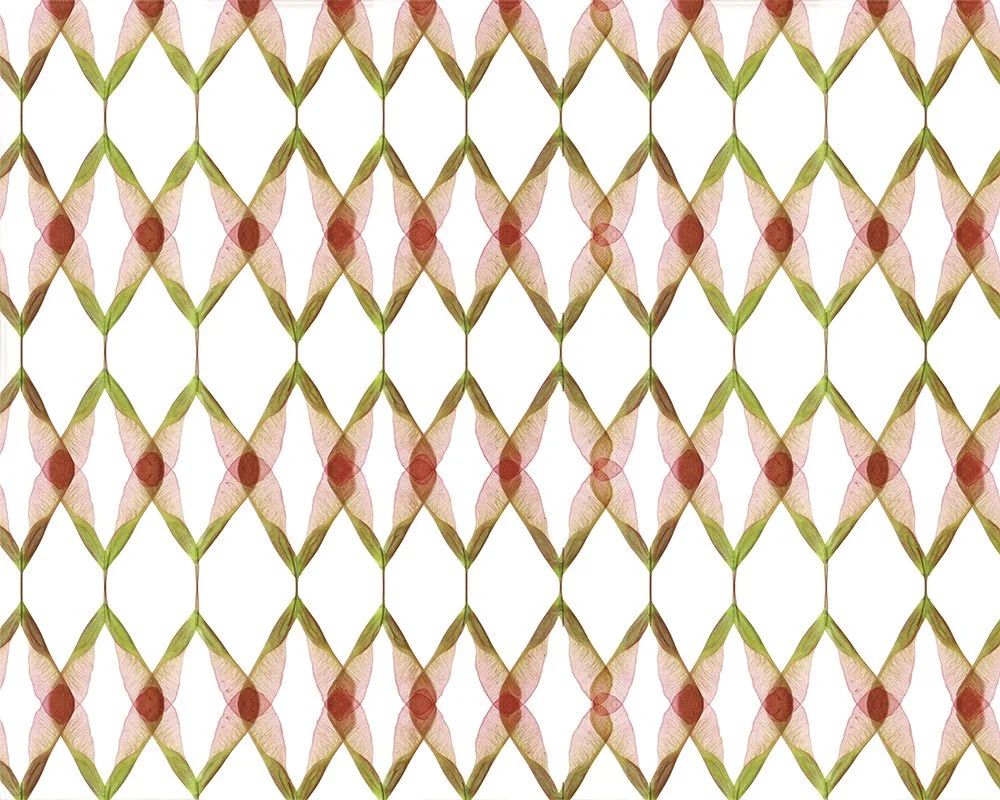 MJH-9 Maple Seed Argyle_Art WEB.jpg