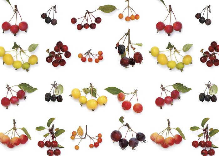 MJH-13 Crab Apples_Art WEB.jpg