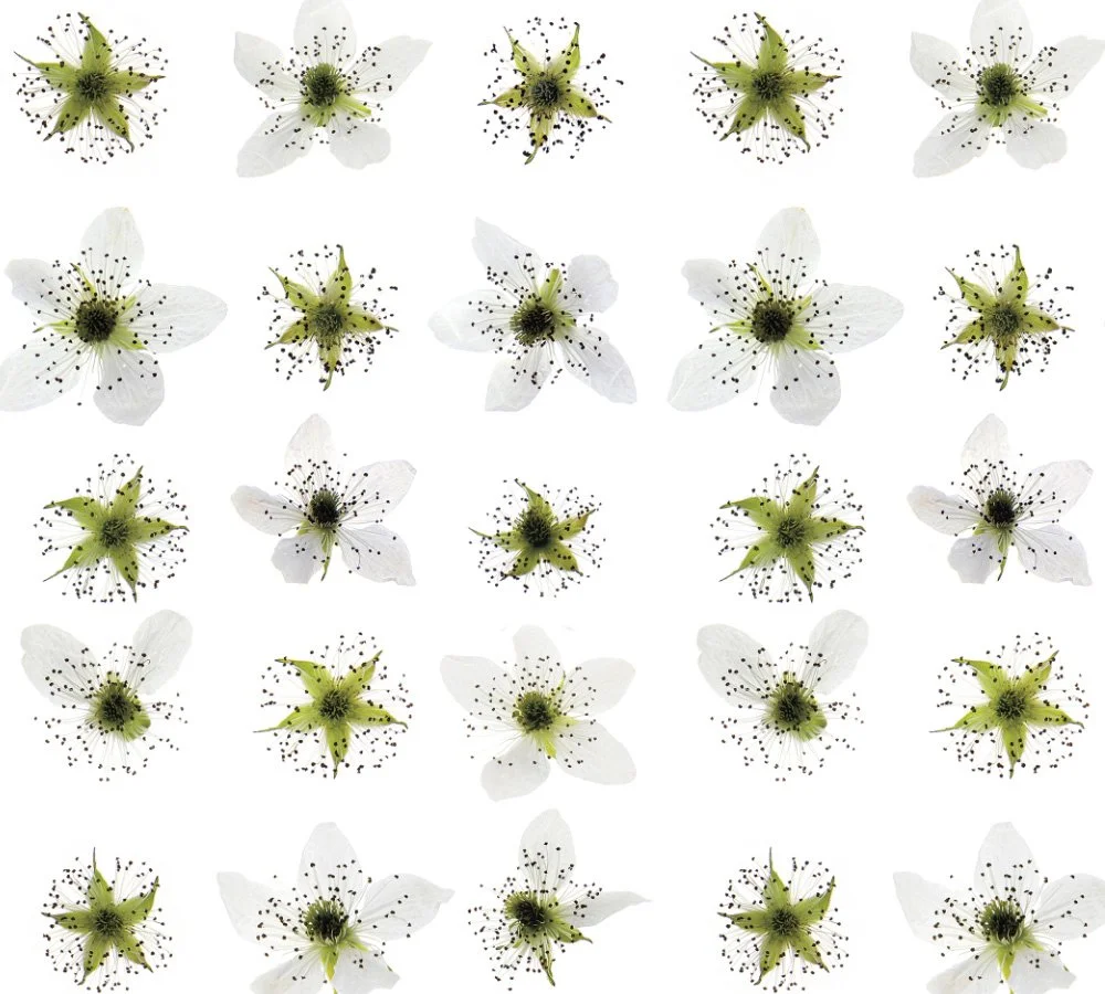 MJH-2 Blackberry Blossoms_Art WEB.jpg