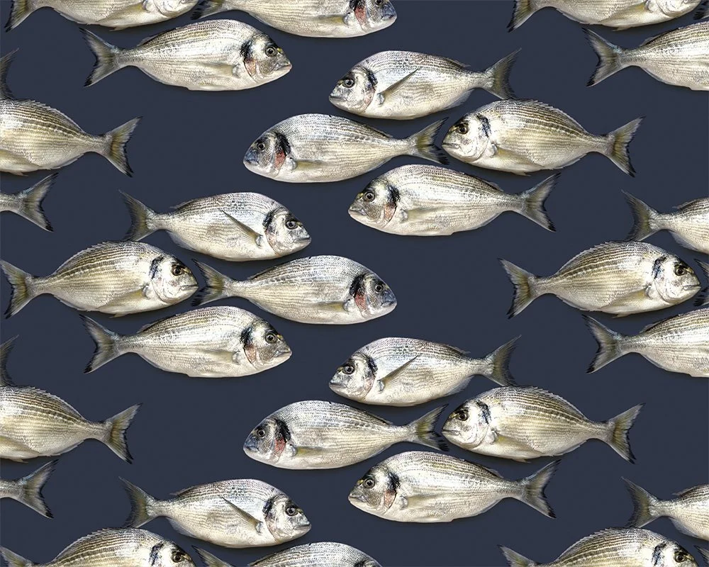 MJH-5 Dourade Fish (Navy)_Art WEB.jpg