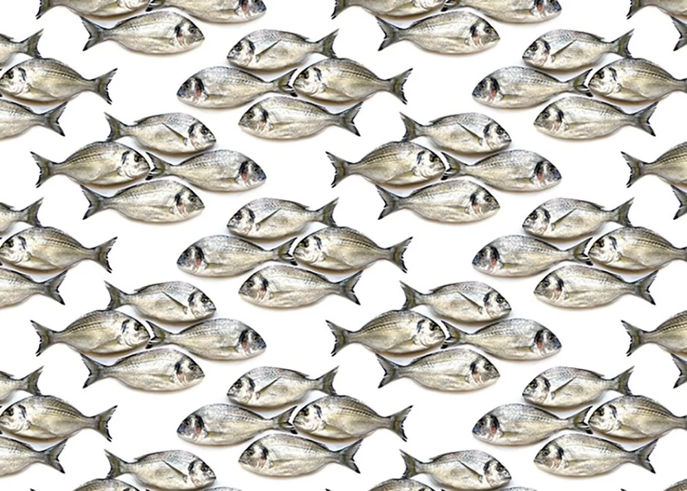 MJH-4 Dourade Fish_Art WEB.jpg