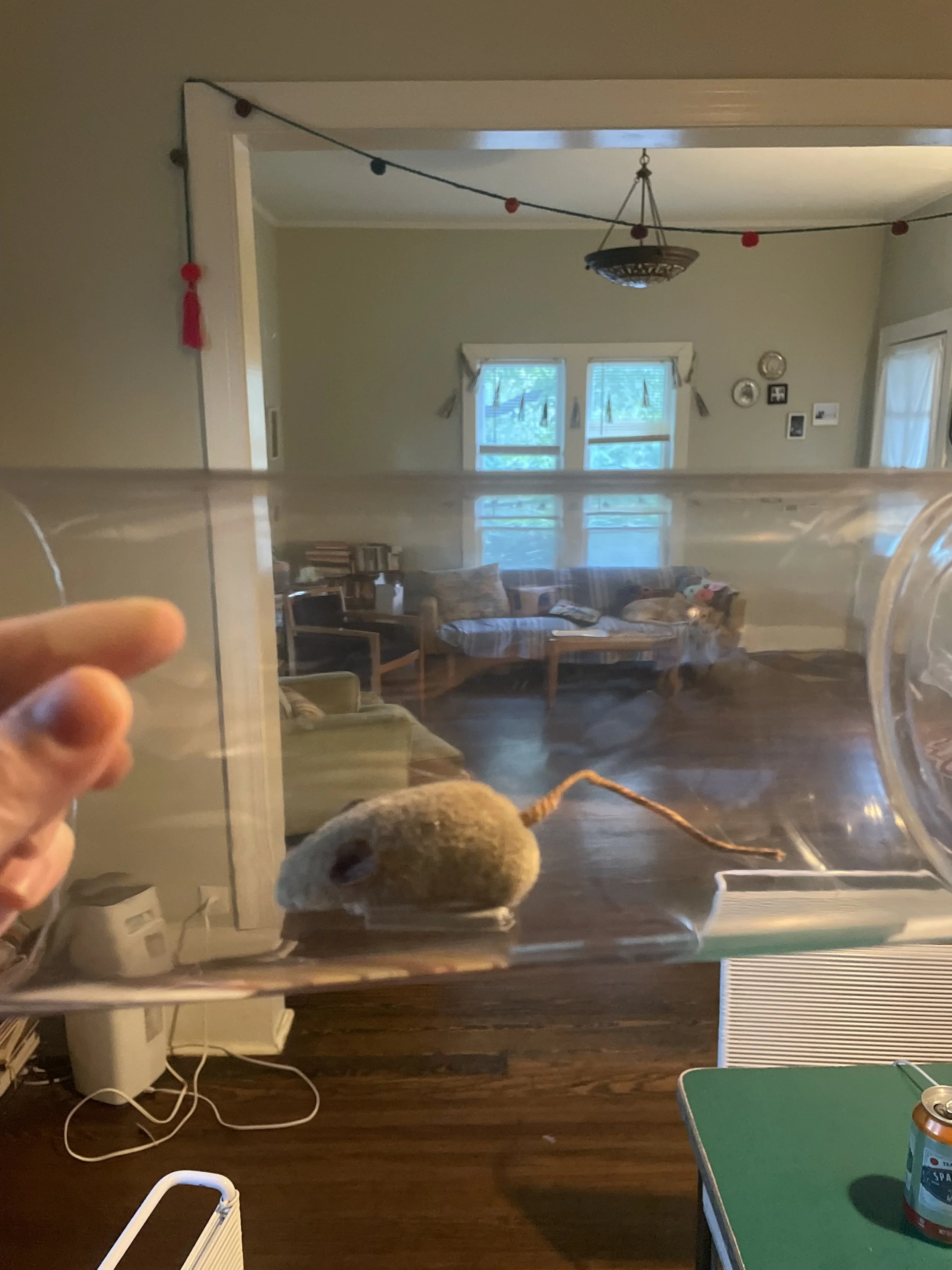 Maus