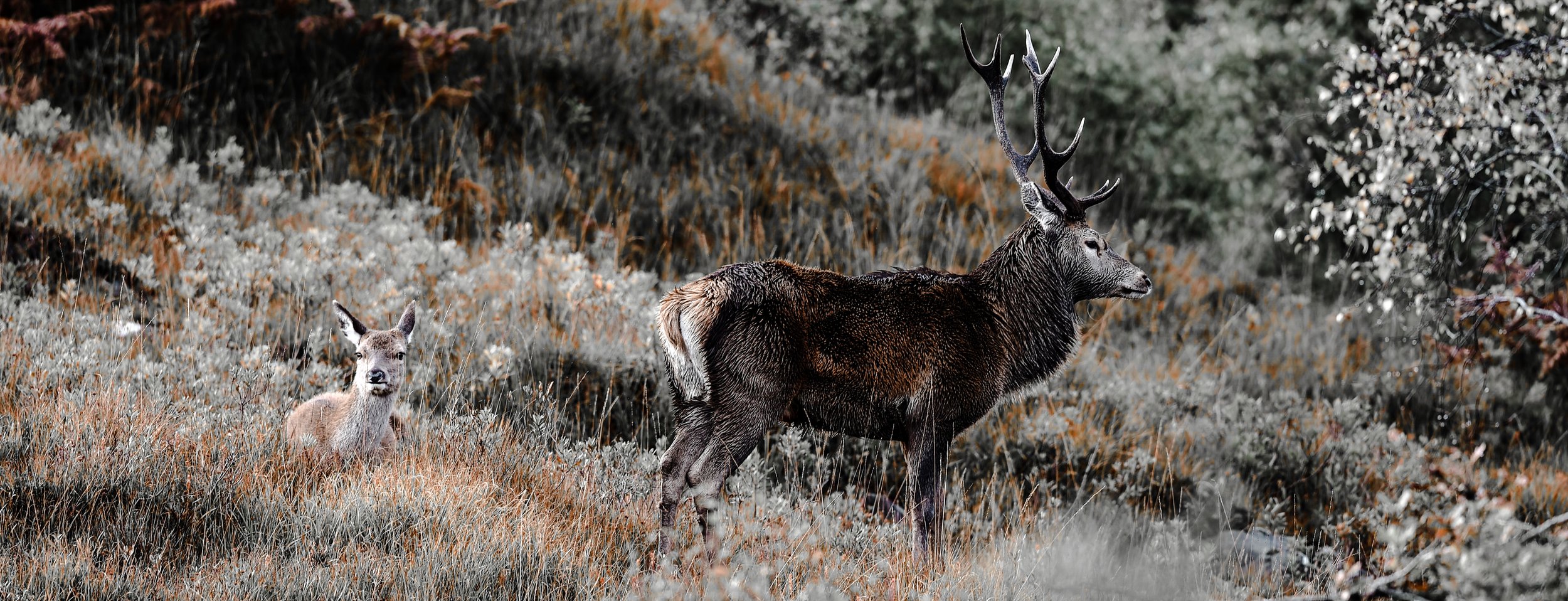 red deer rutting, ardnamurchan