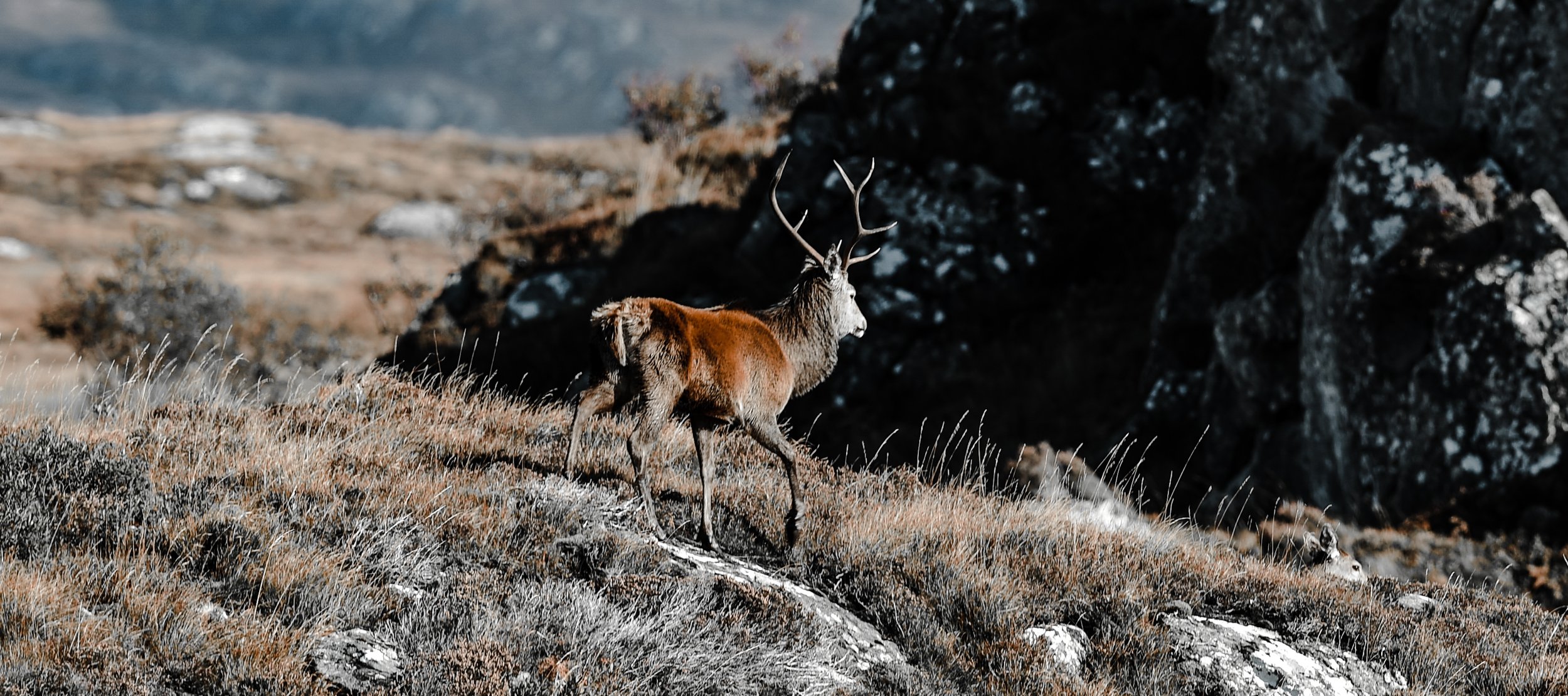 red deer rutting, ardnamurchan