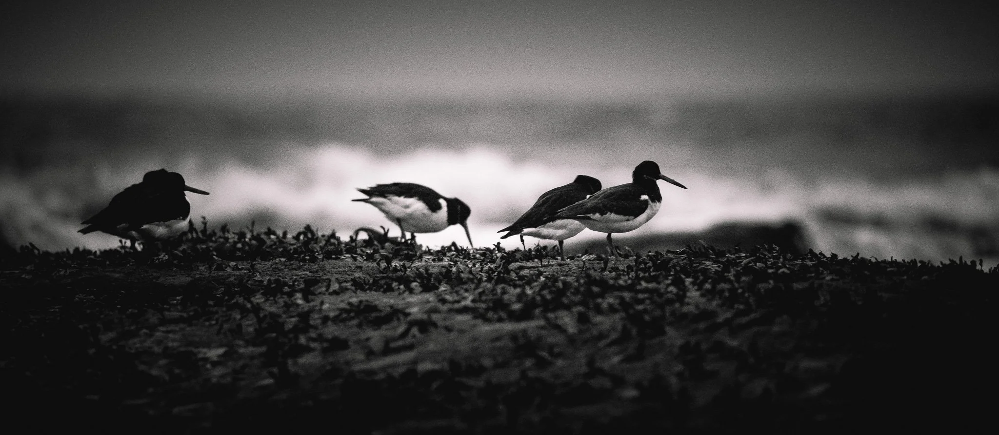 Seahouses, Northumberland - The foreshore early morning.