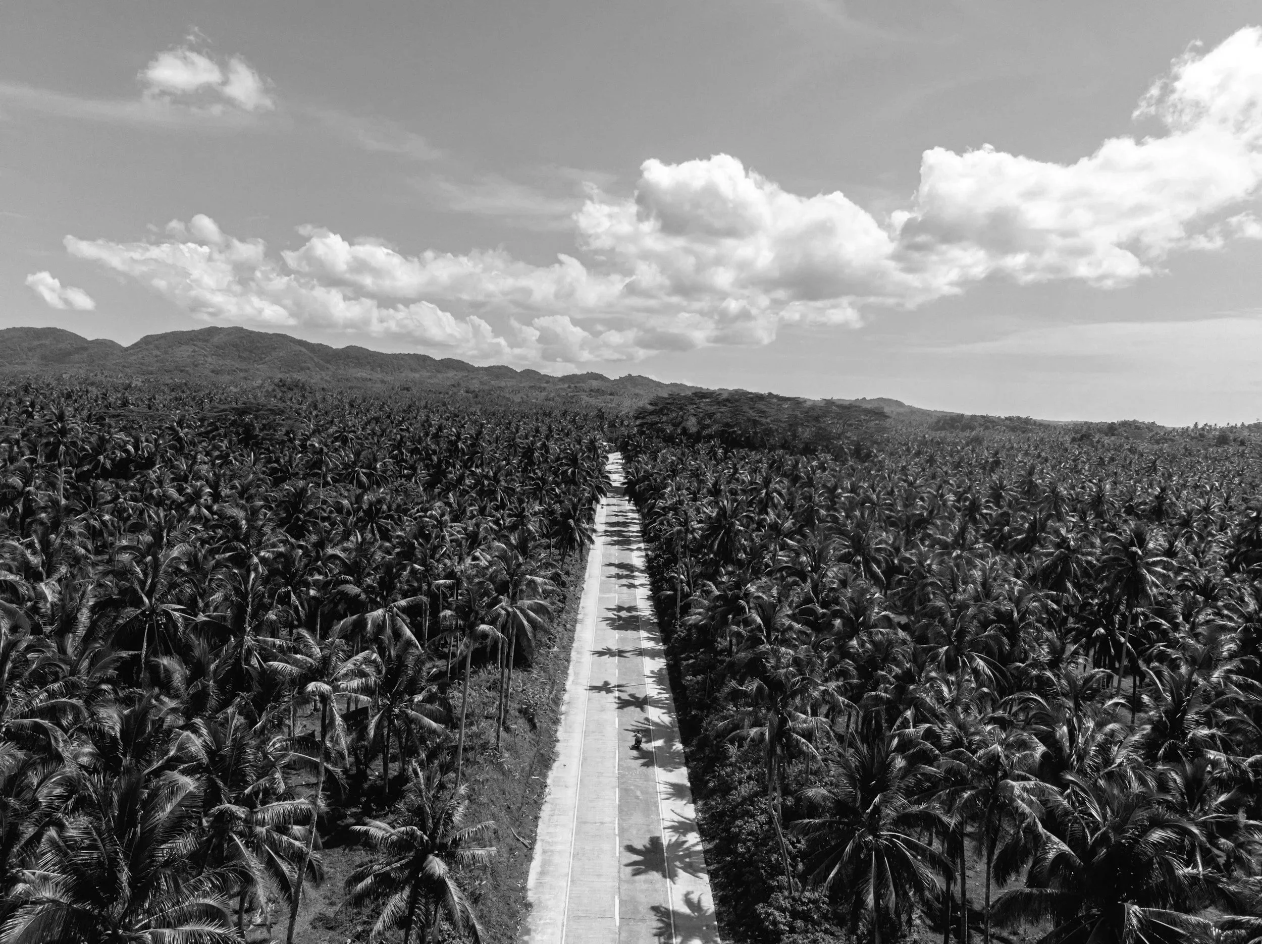 A straight road cuts through dense palm trees, stretching forward as shadows fall across pavement under a bright, open sky.
