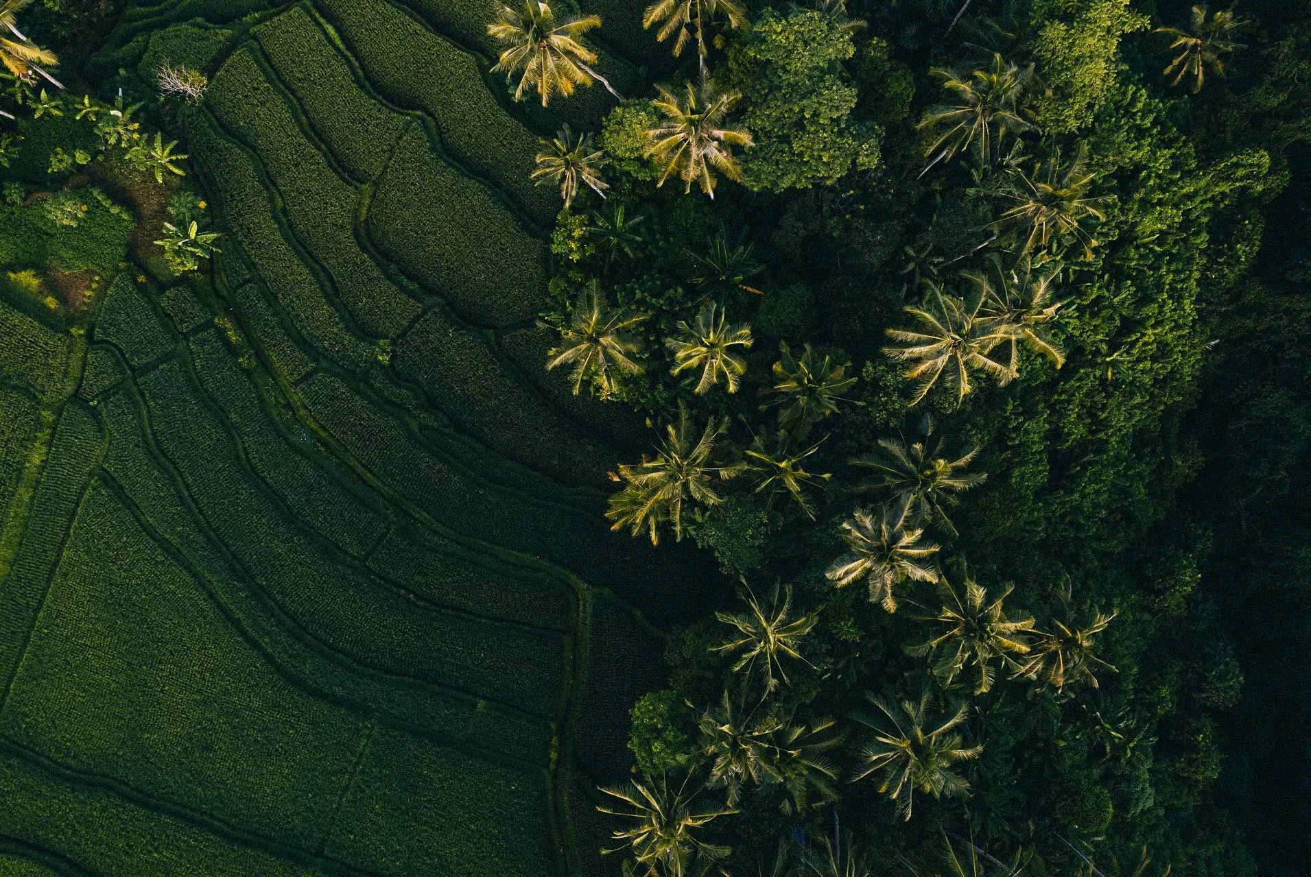 Ubud, rice fields