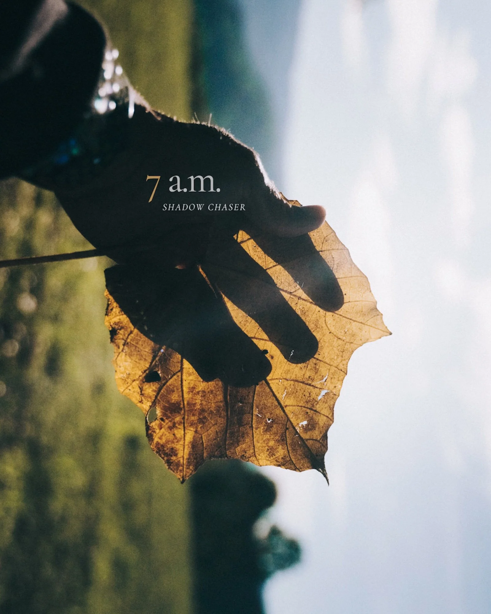Hand holds a leaf glowing in morning light, cinematic detail that echoes the natural textures of Scotland’s landscapes