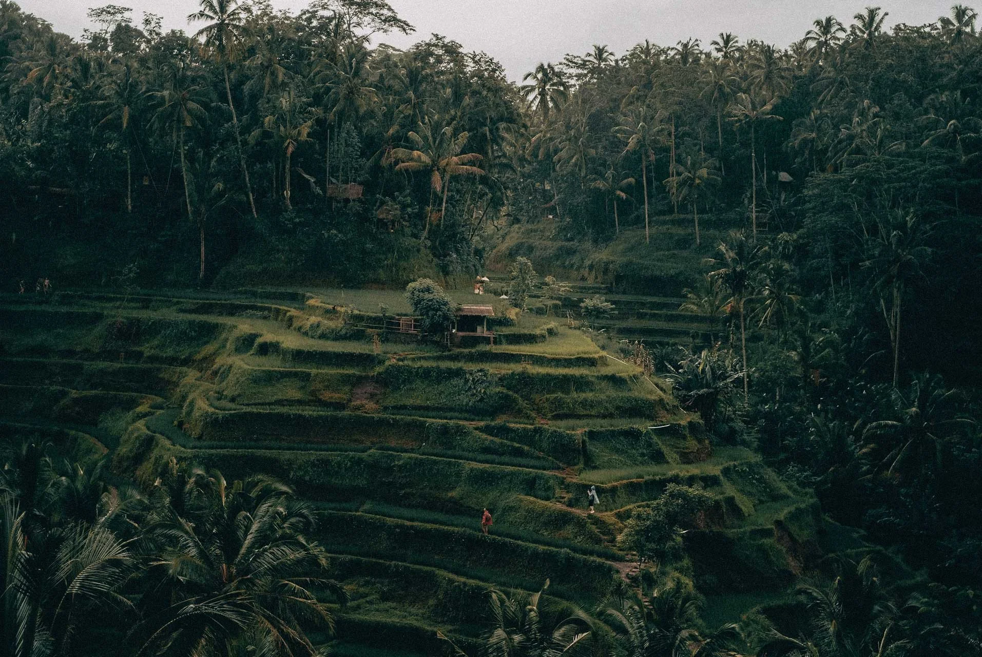 A hillside view of layered rice terraces surrounded by palm trees, atmosphere unfolding in green light, inspired by Viceroy Bali wedding photographer