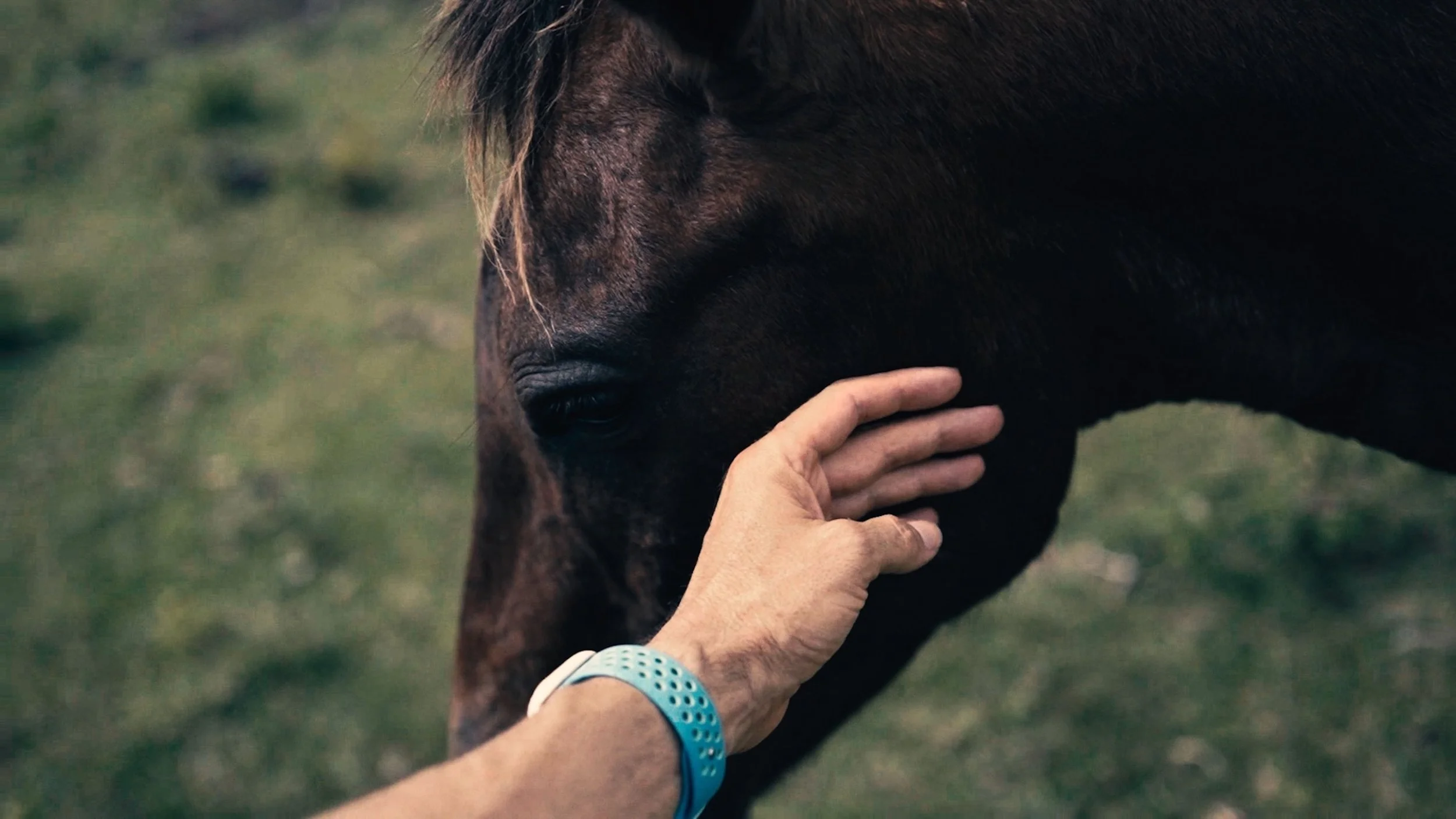 Hand touching horse’s face in cinematic detail, texture and intimacy of place