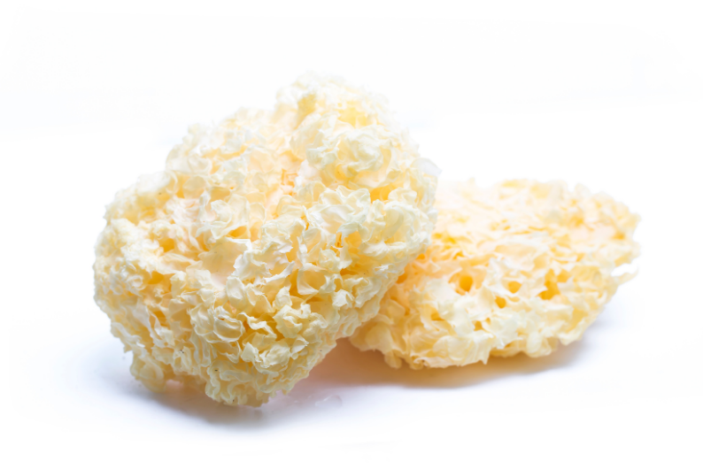 Snow Fungus.png