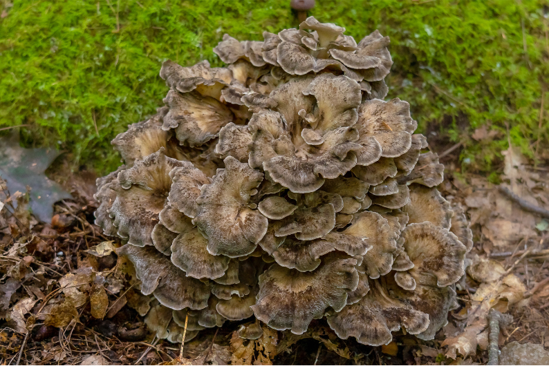 Maitake.png