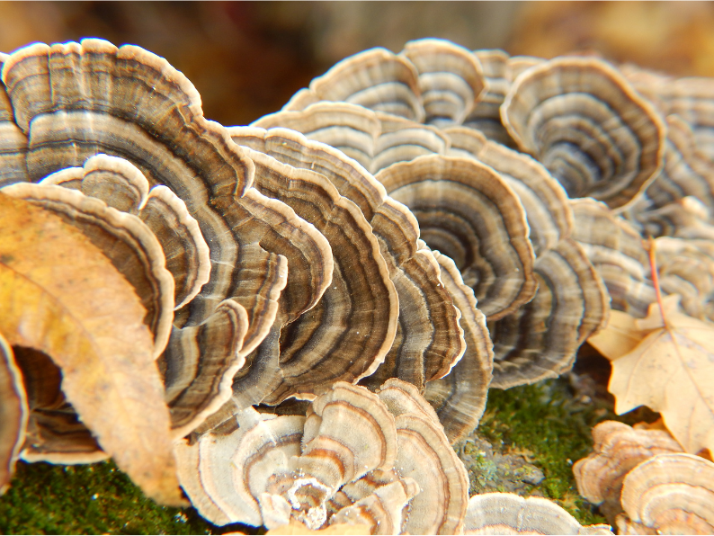Turkey Tail-2.png