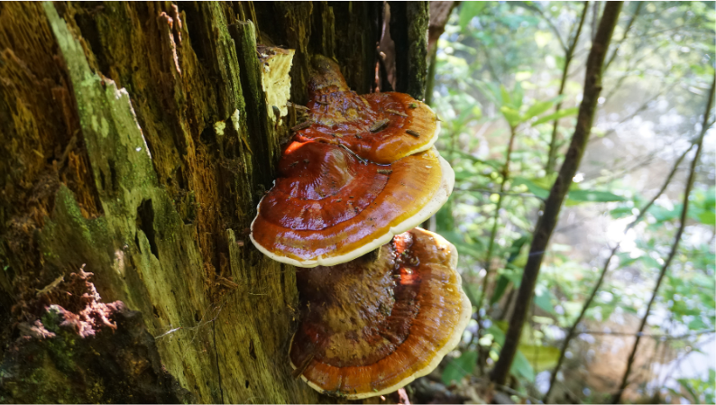 Reishi.png