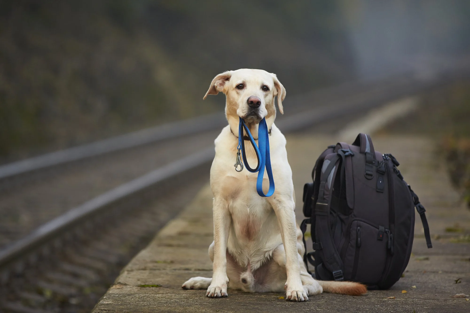 Six Tips for a Comfortable and Enjoyable Trip with Your Pet