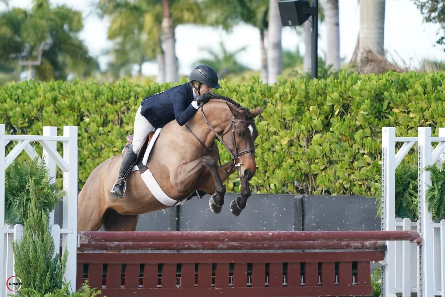 Quilea Beautiful childrens adult hunter for sale lease