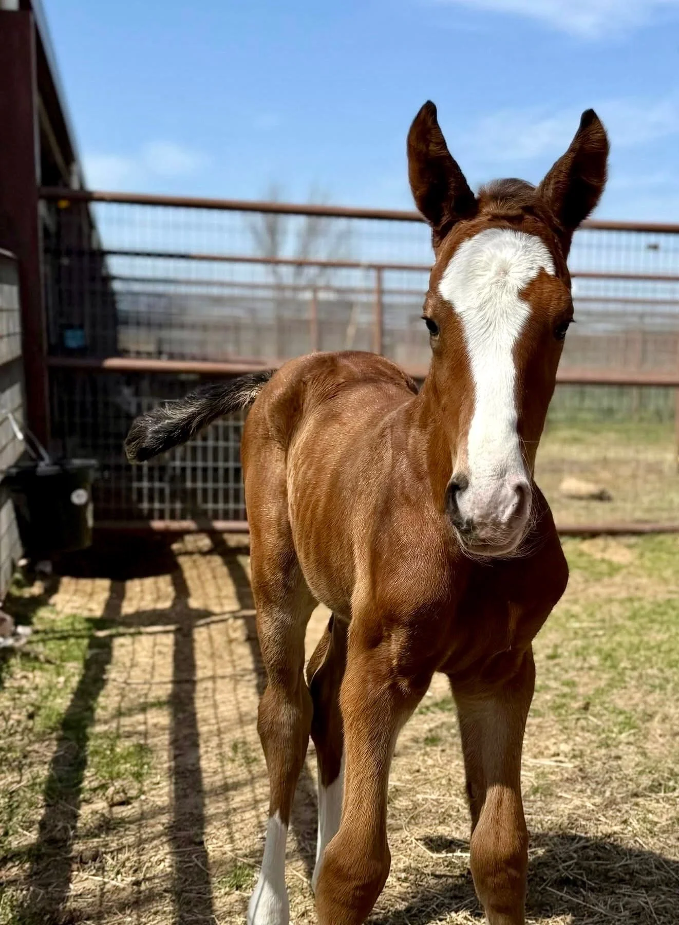 Brawley Farms bred foal standing in paddock looking adorable with her ears up.