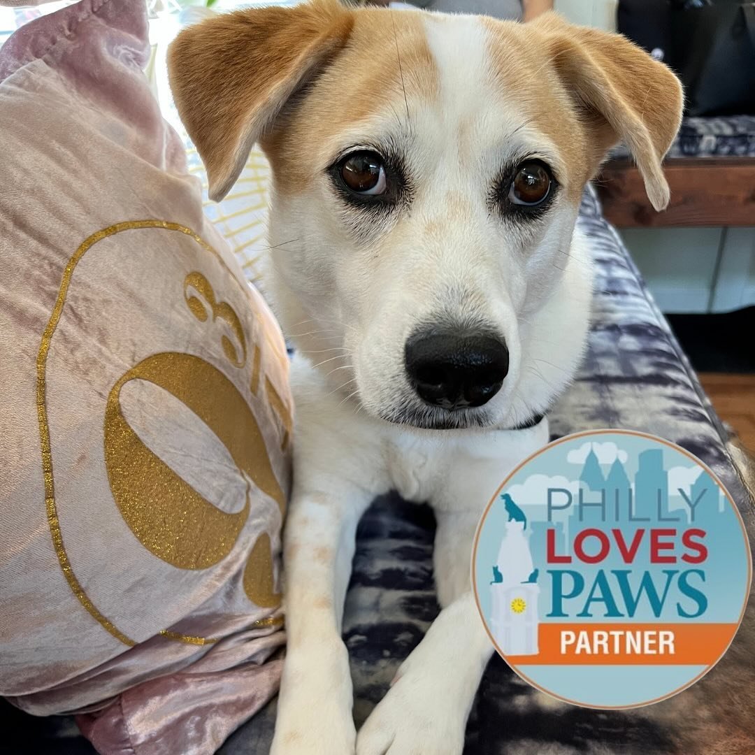 Today is #PhillyLovesPAWS! ⁠🐾💖⁠
⁠
We&rsquo;re offering a discounted drop in, with 100% of the proceeds from those passes purchased today going to @phillypaws !⁠
⁠
Look for &ldquo;PAWS Donation Drop In&rdquo; - purchasable online or on the Momence a