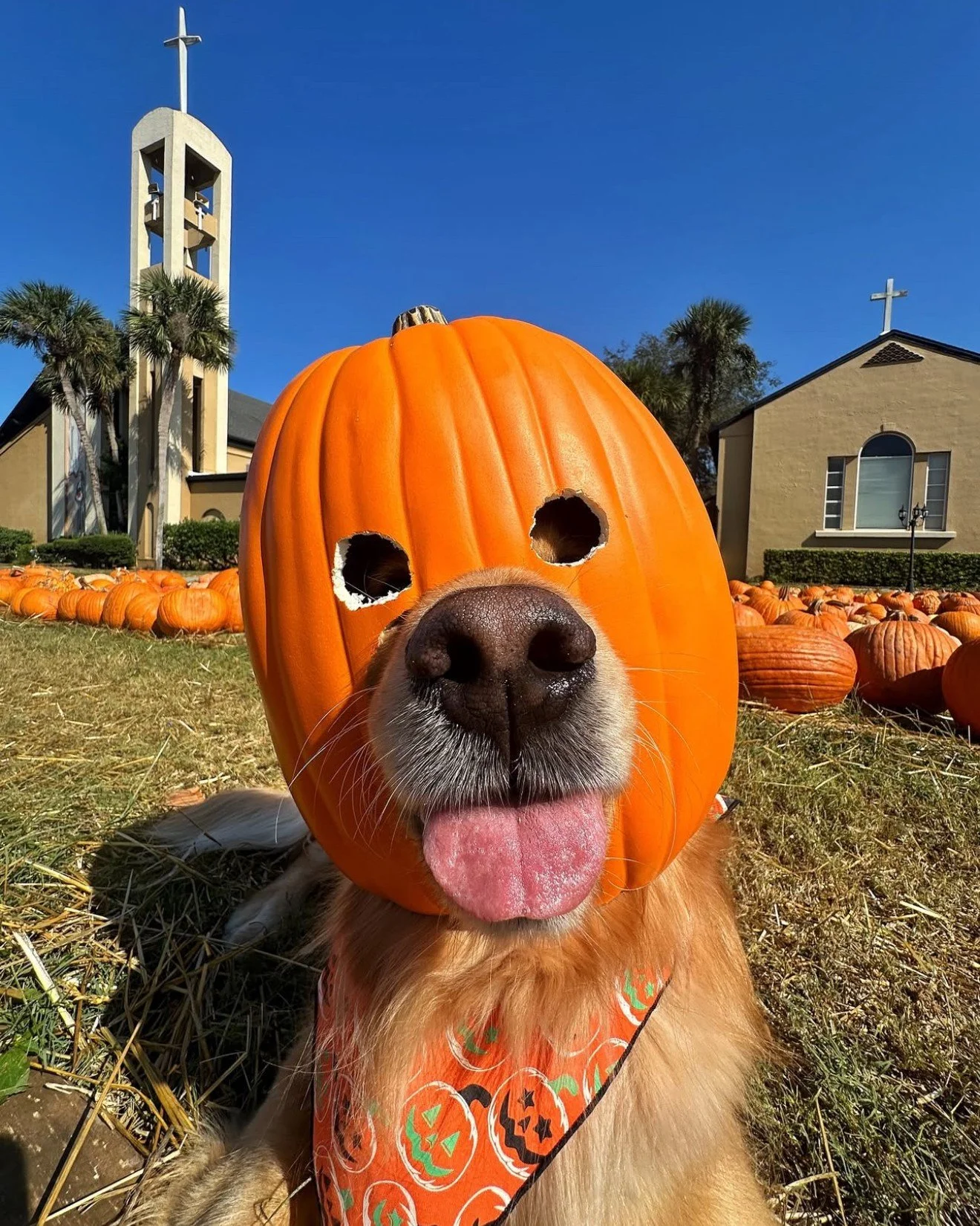 Weekend mood 🎃 🐶 what are some fall activities happening in the city today? Give some recs in the comments! 

📷: @the_goldendonut