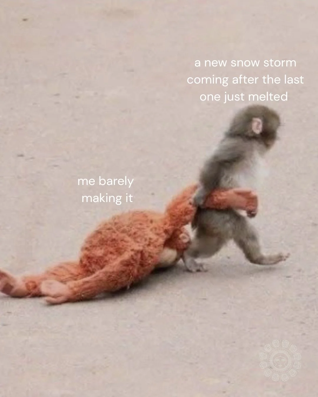 WE LOVE YOU PUNCH 🐒🥲⭐️