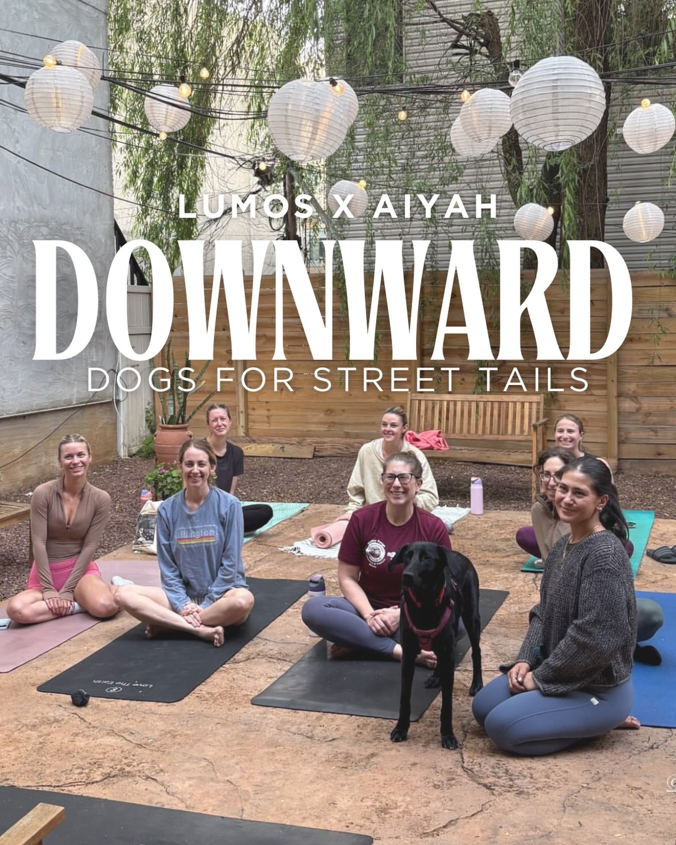 Downward Dogs for @streettails! 

An amazing summer collaboration with Street Tails Animal Rescue and Fairmount&rsquo;s favorite Jewelry Shop - @shopaiyah🐶🩷

We will be hosting small group Outdoor Yoga classes in Aiyah&rsquo;s beautiful courtyard o