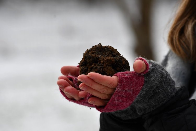 Virgina Truffles, LLC Black Perigord Truffles