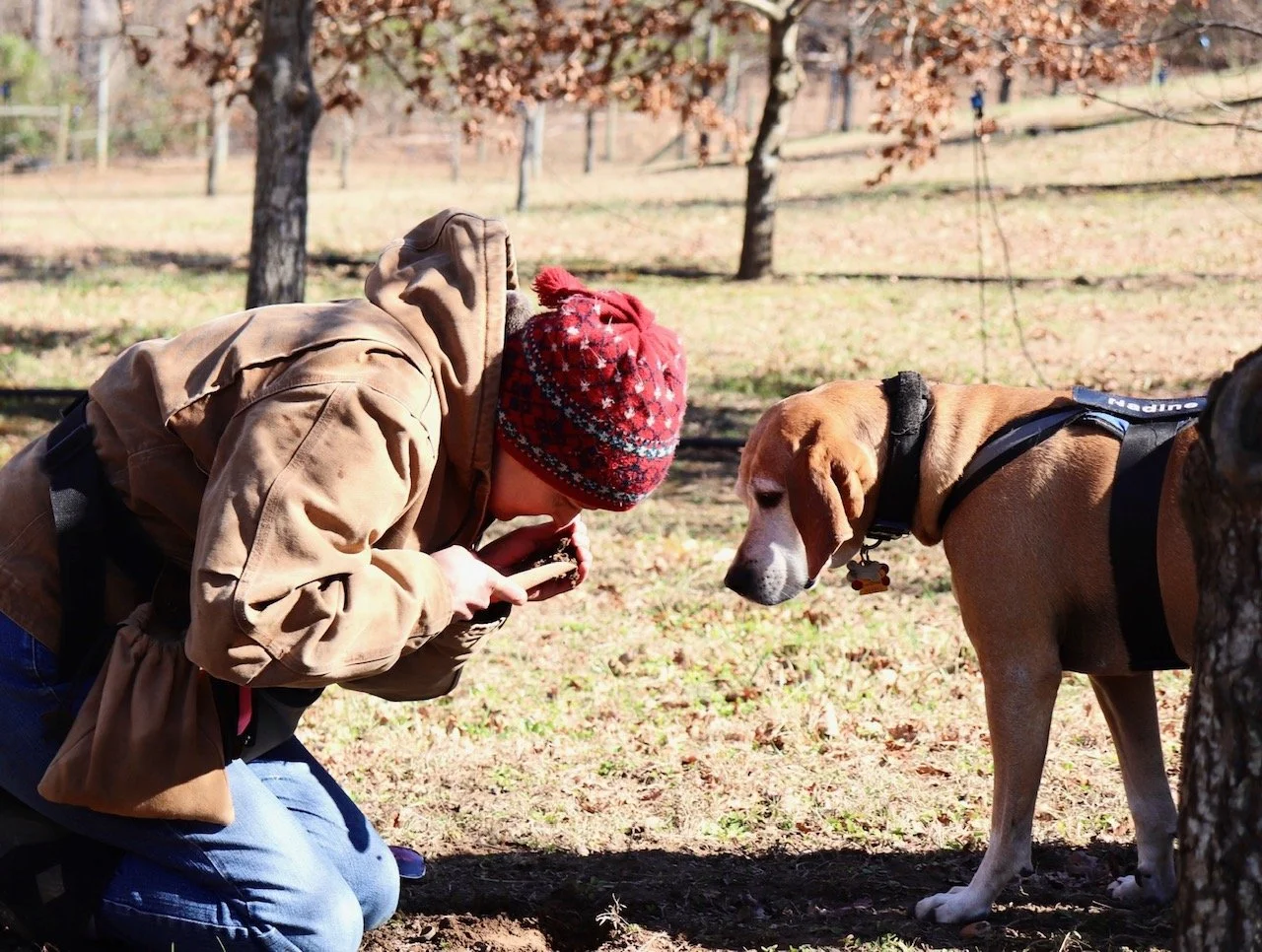 Truffle Hunting — Virginia Truffles