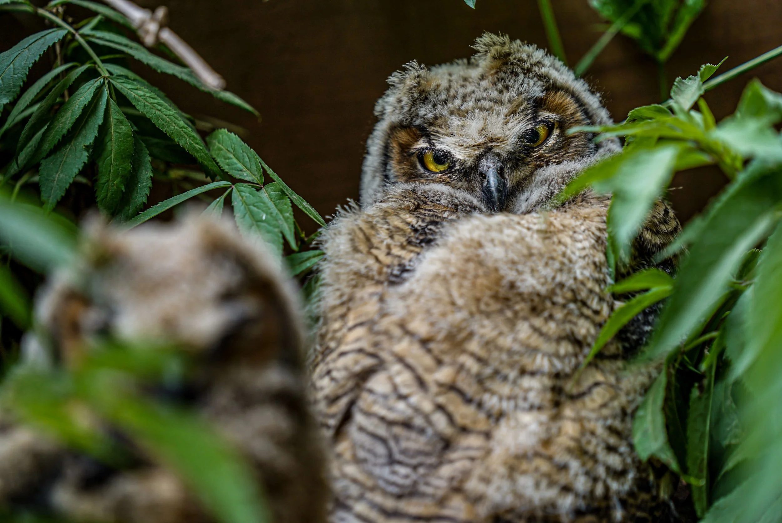 An owl hanging out in Rifle Mountain Park.