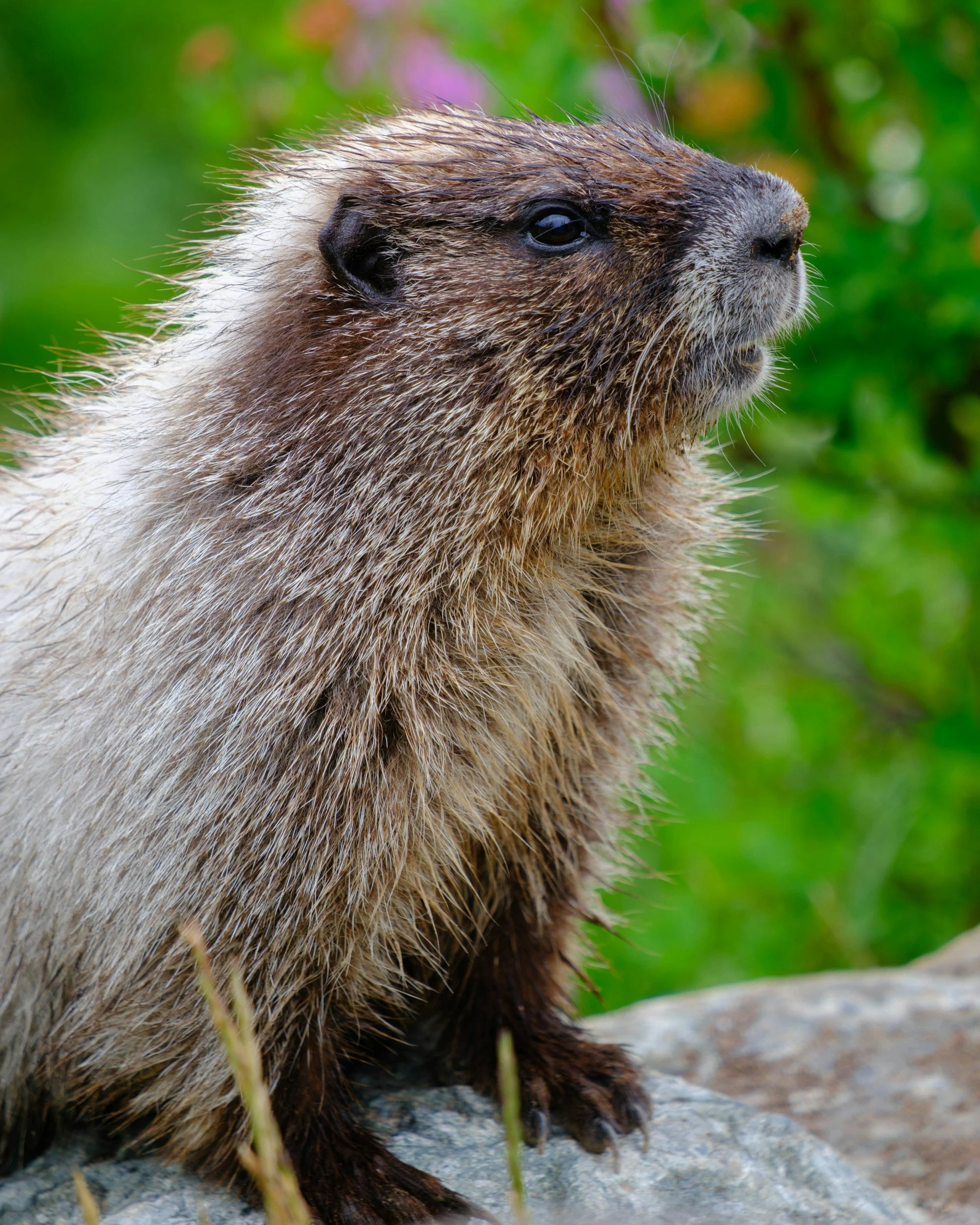A curious marmot poses on a rock.