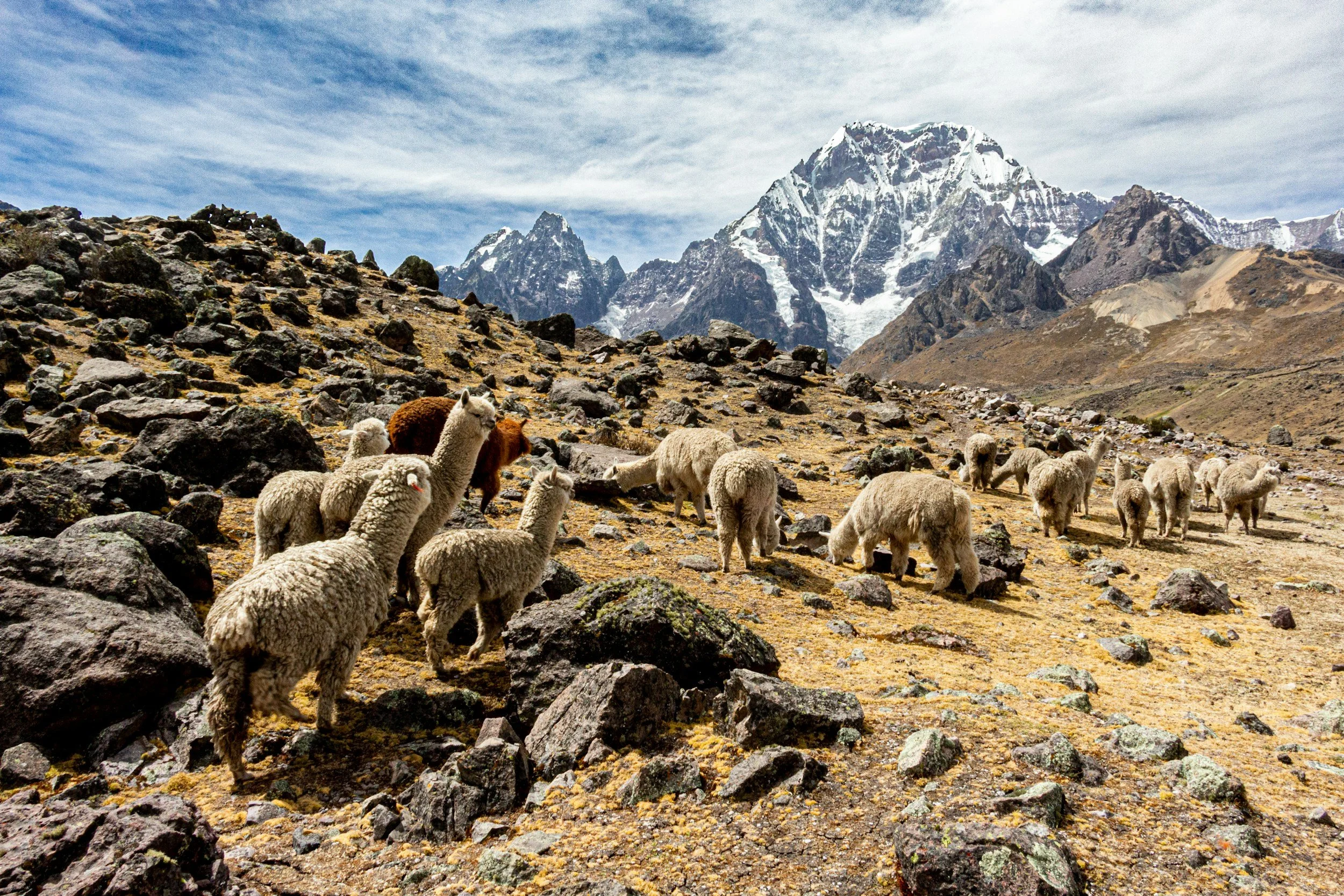 A peak in the Peruvian Andes rises out of rocky grassland ith alpaca grazing in the foreground.