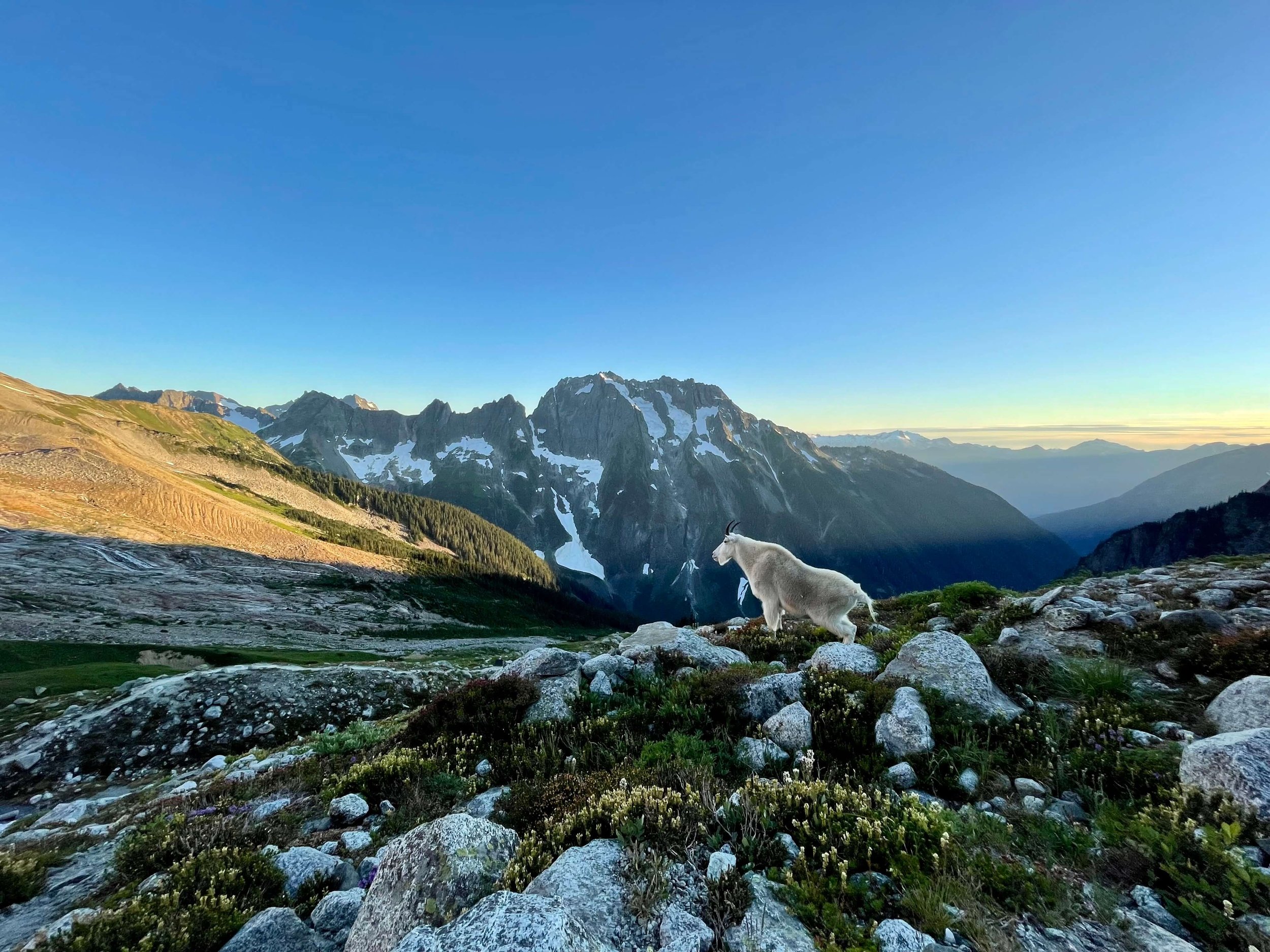 A mountain goat hanging out at the high camp in Boston Basin.