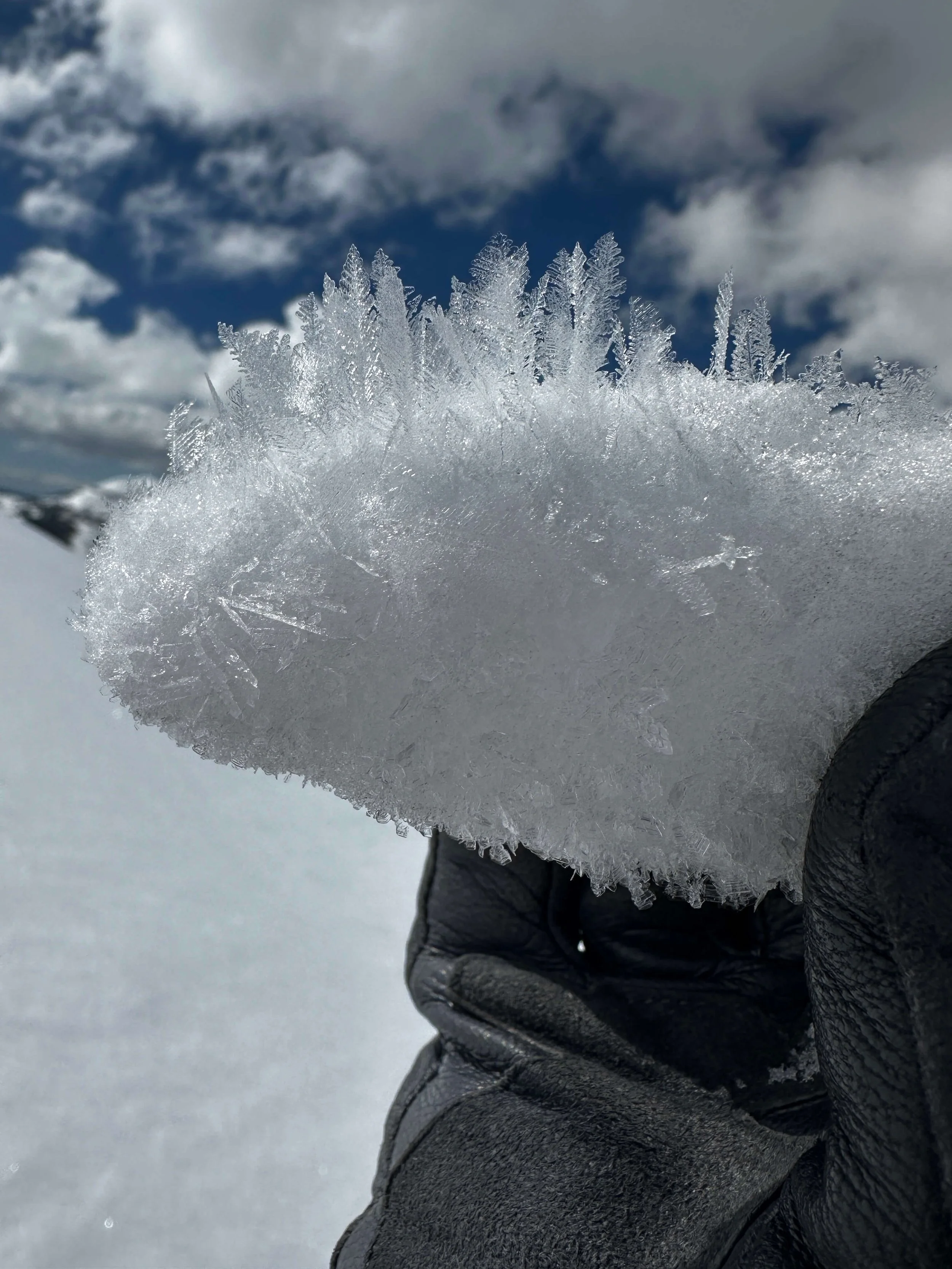 A gloved hand is holding up a layer of surface hoar which creates a weak layer in the snowpack when buried.