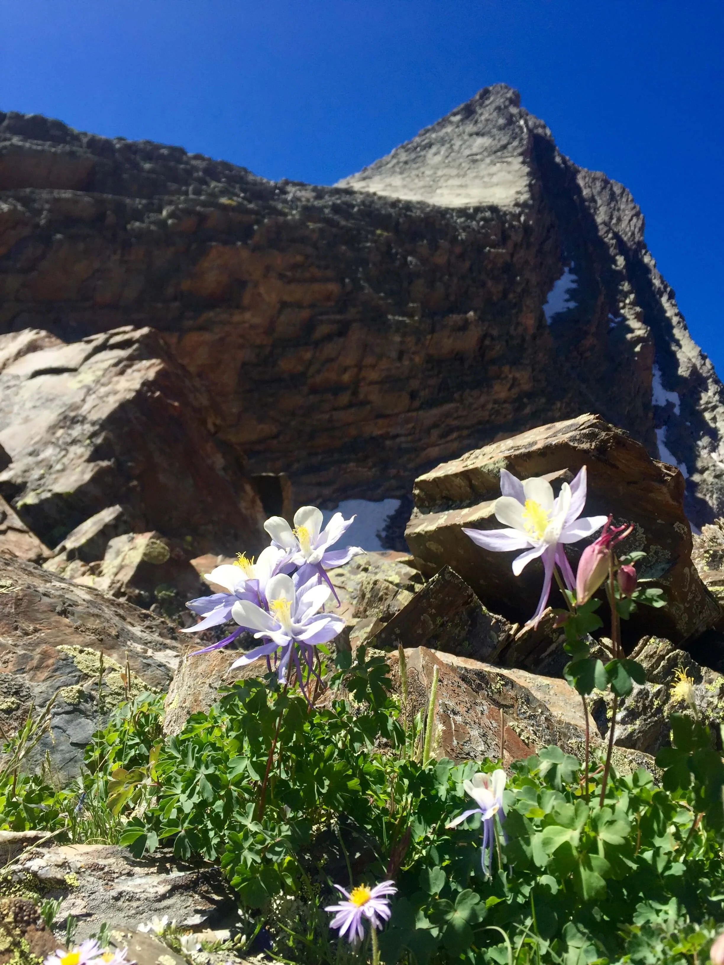 The steep rock face of Wham Ridge on Vestal Peak rises above a cluster of Columbine flowers growing at the base in the foreground.