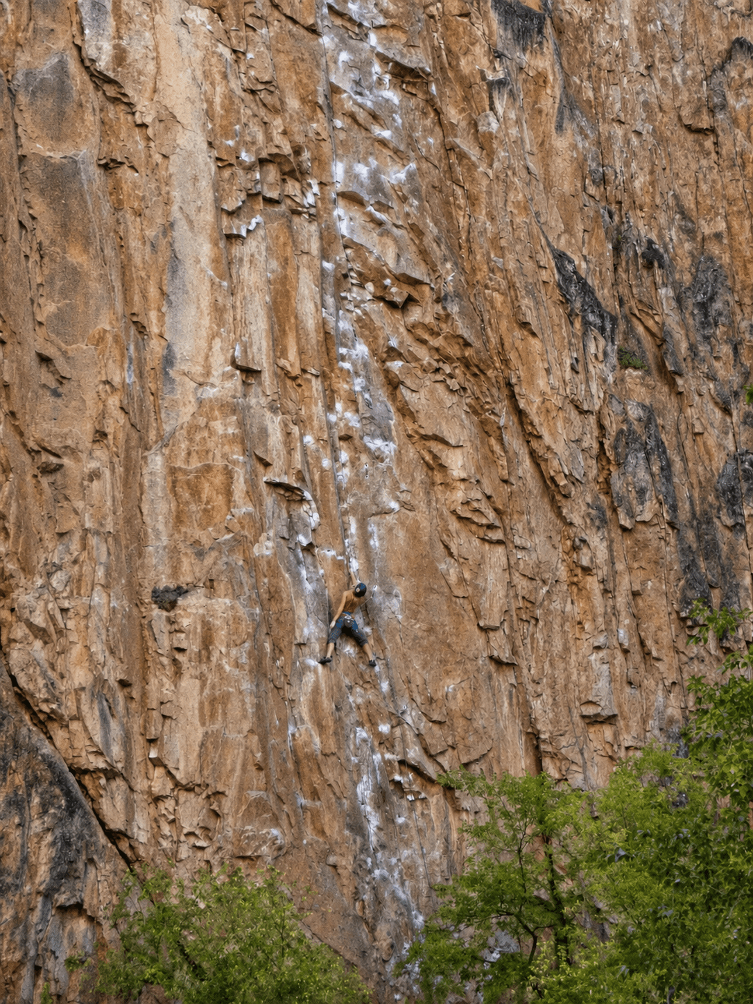 A woman is leading the classic route, Feline in Colorado's Rifle Mountain Park.