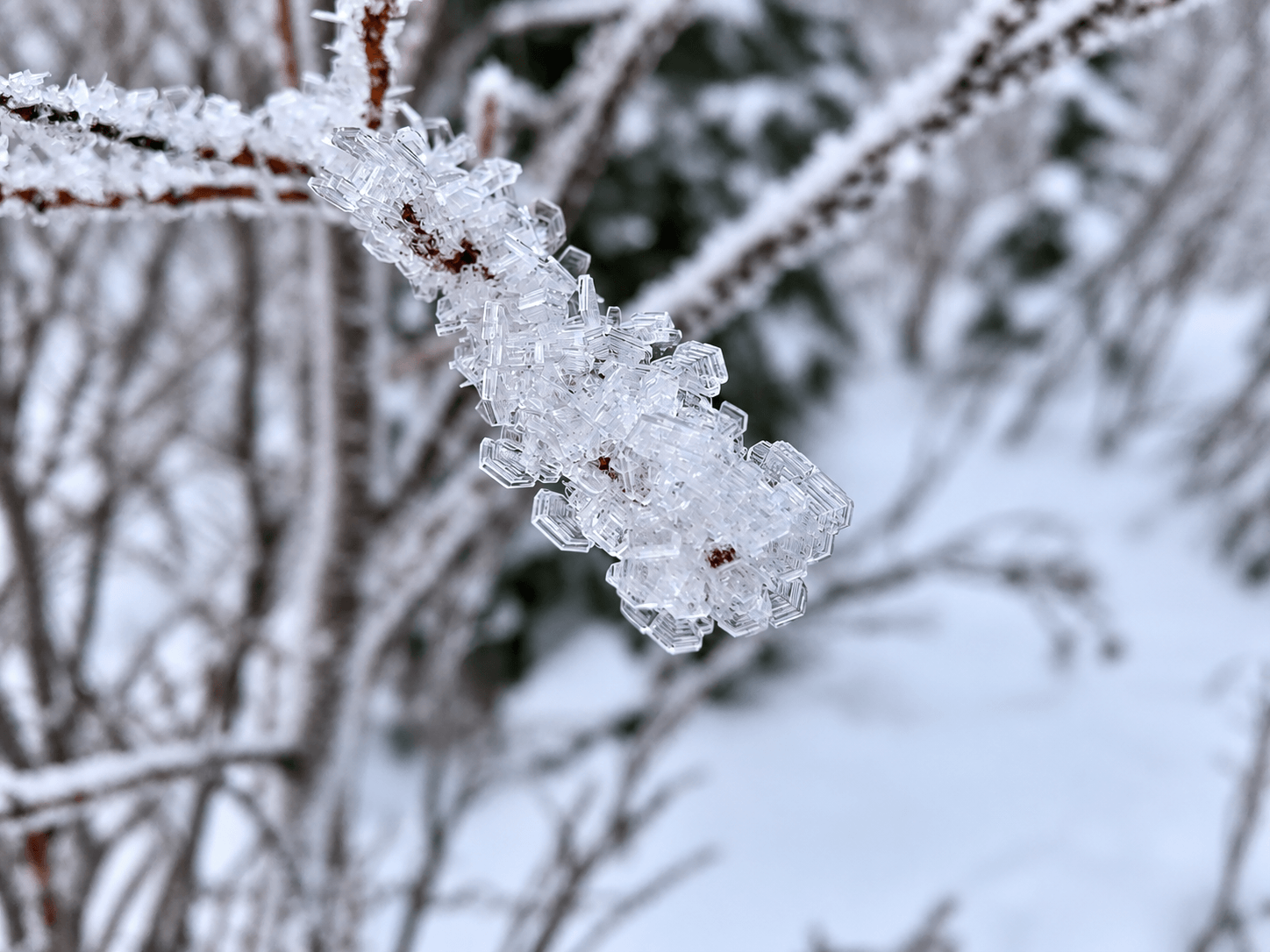 Surface hoar snow crystals forming on branches early in the ice climbing season.