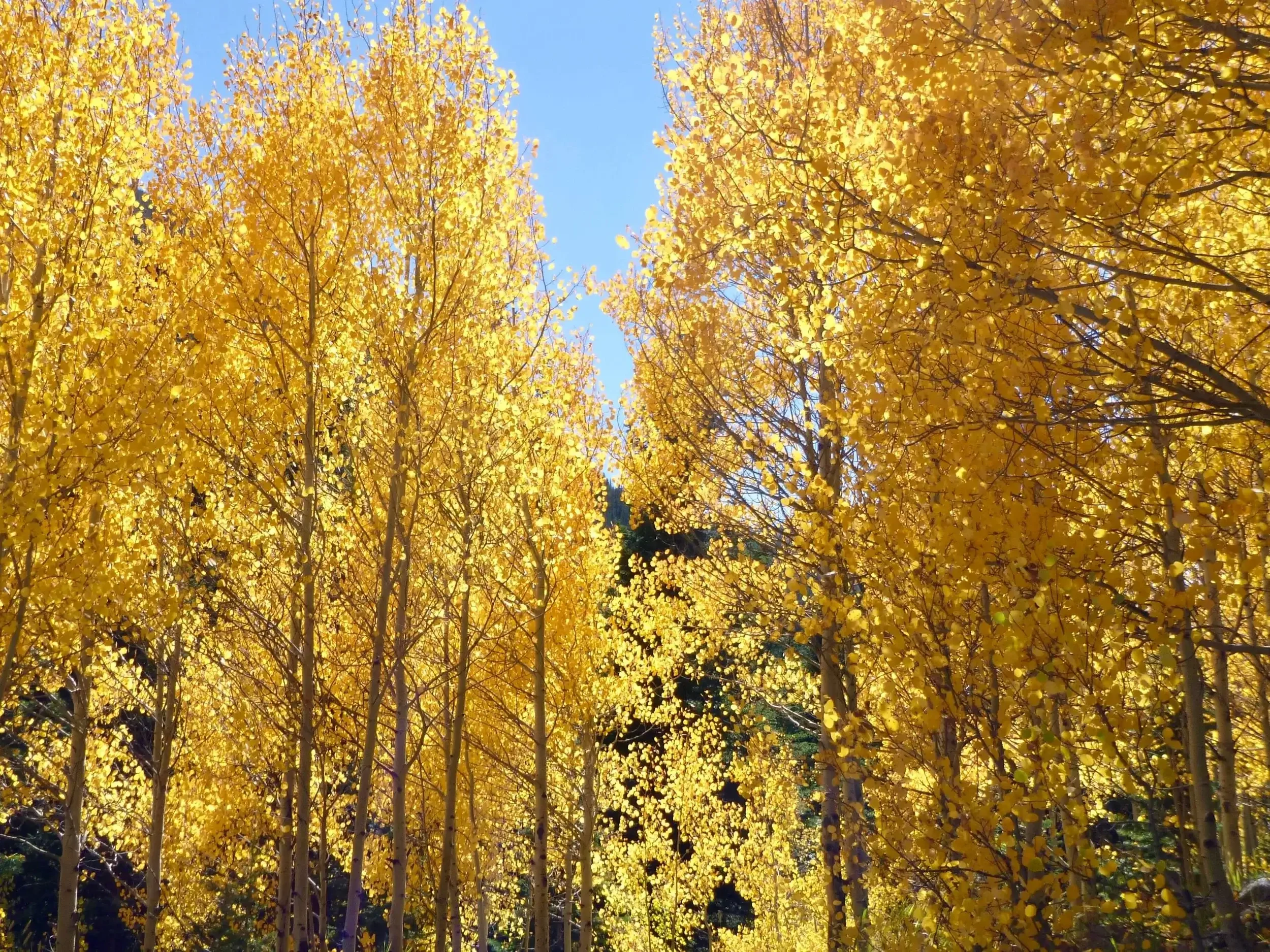 Aspen trees turning bright yellow in the autumn.