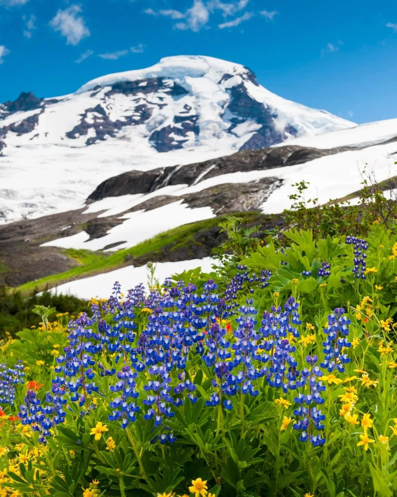Colorful wildflowers in front of a snowy mountain peak (Mt. Baker) under a blue sky.