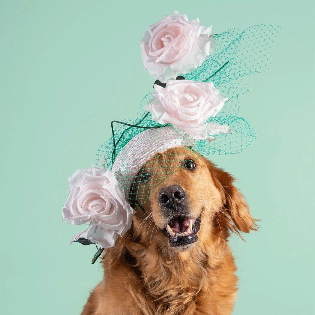 Haute Dogs Calendar: When Couture Meets Compassion