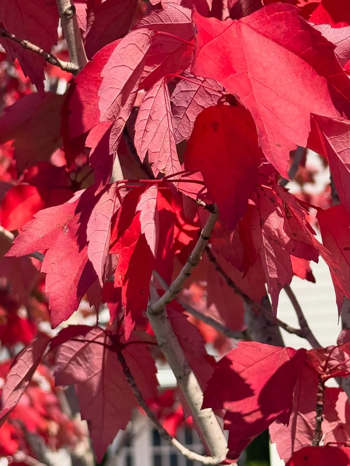 Fall colors are on the forecast! 🍁

This week we&rsquo;ve been blessed with gorgeous weather in the mid to high 70s. Our young Maple trees in the parking lot have been the first to show their colors.

As for the rest of Northern Michigan, a few tree