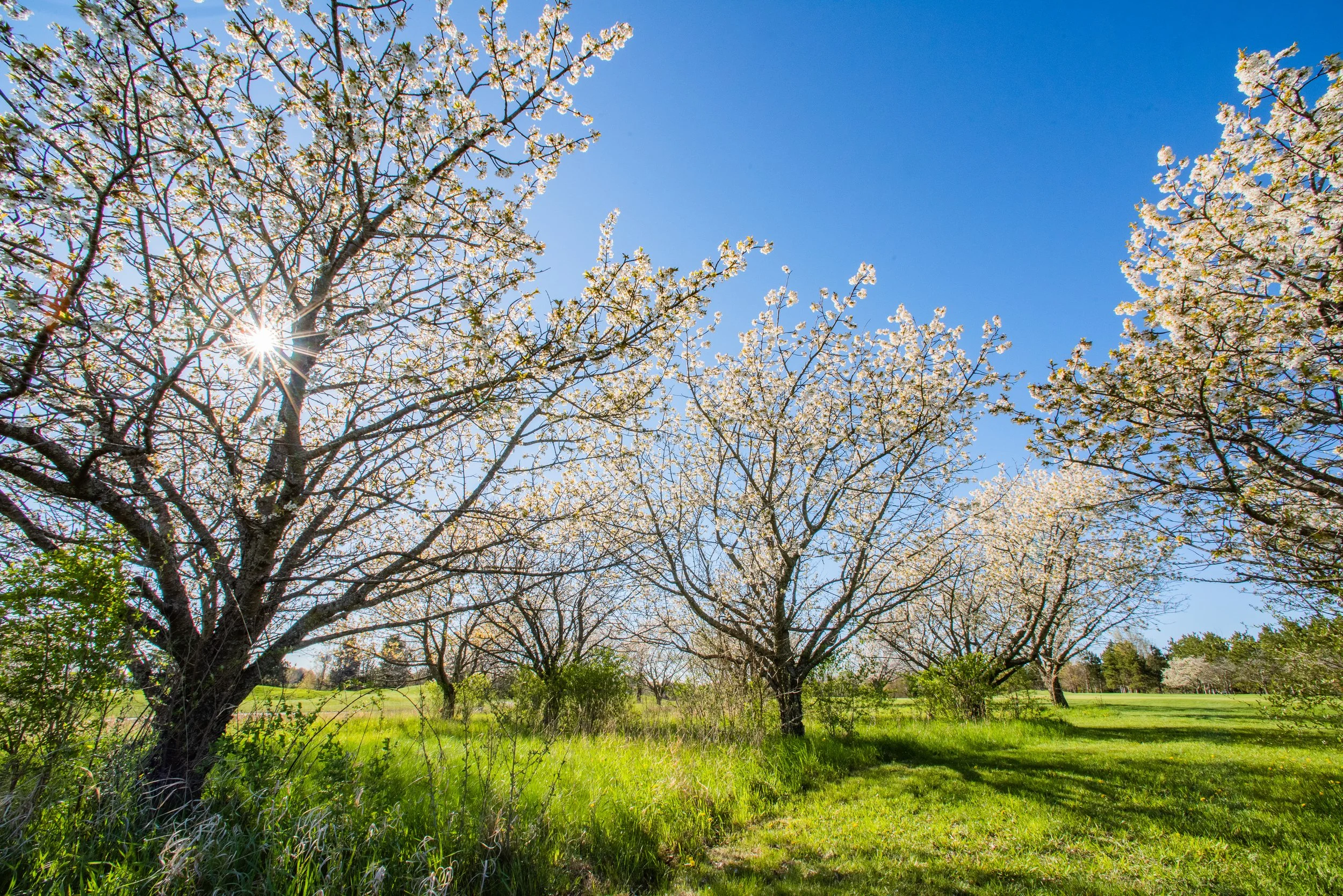 Step Into Spring and Explore Traverse City