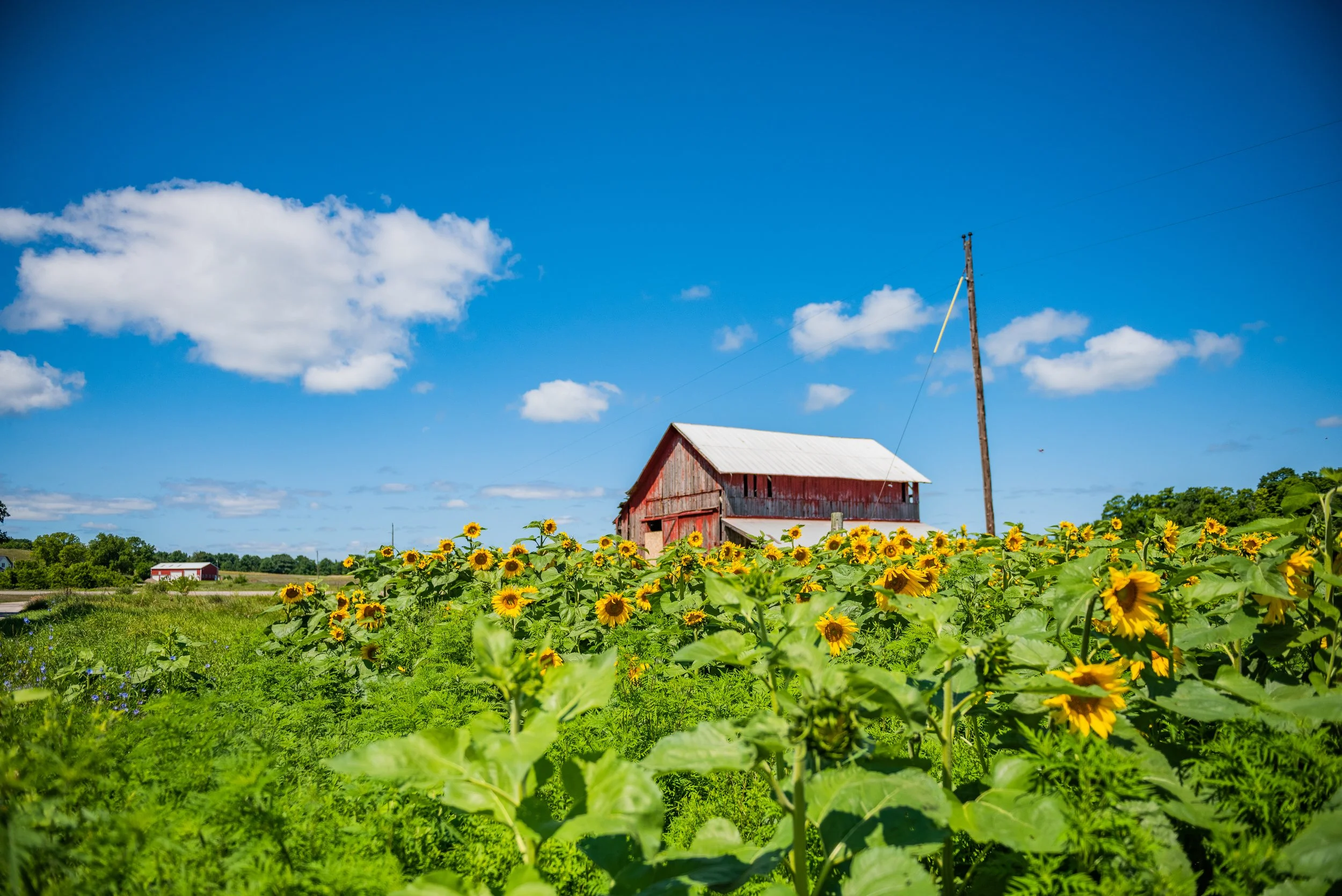 September sunflowers