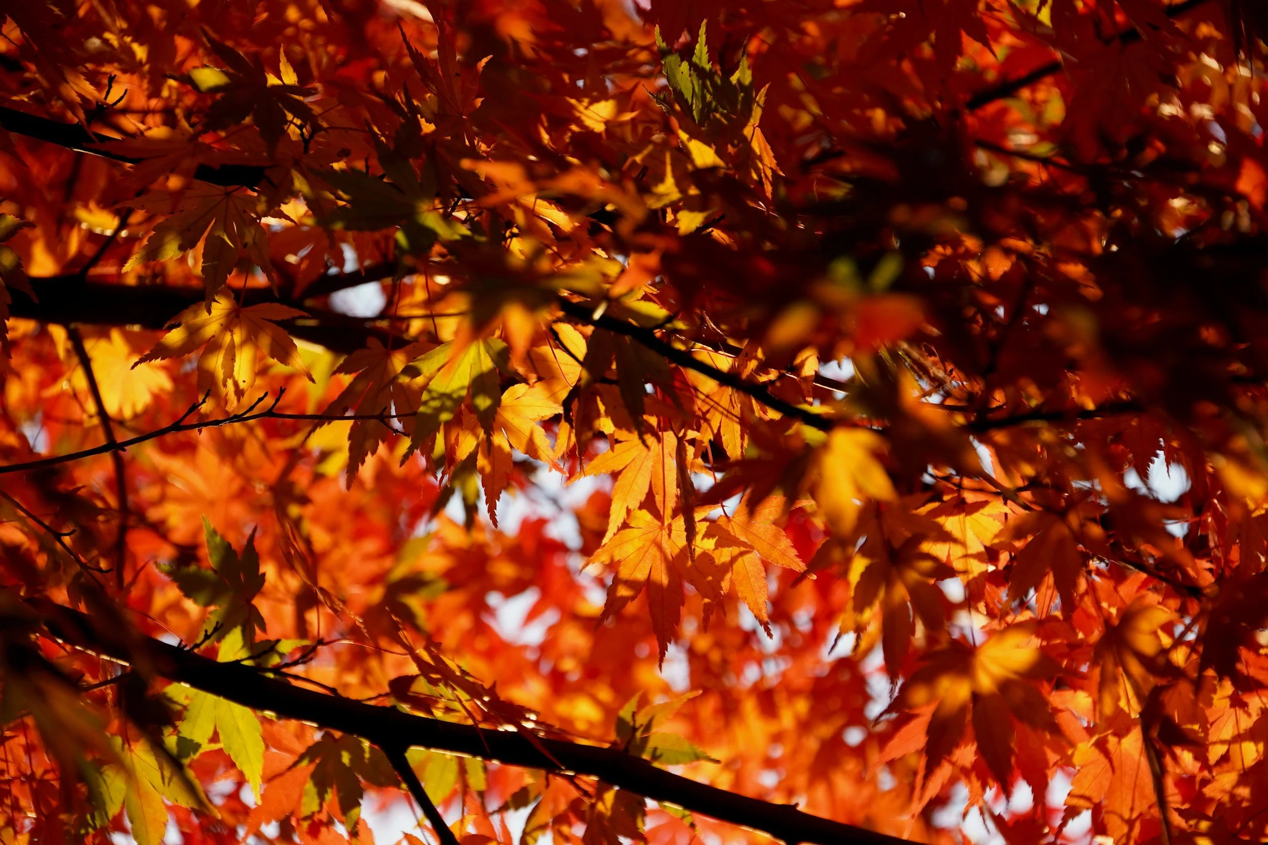 Your Guide to Fall Color in Traverse City (And Where to Stay)