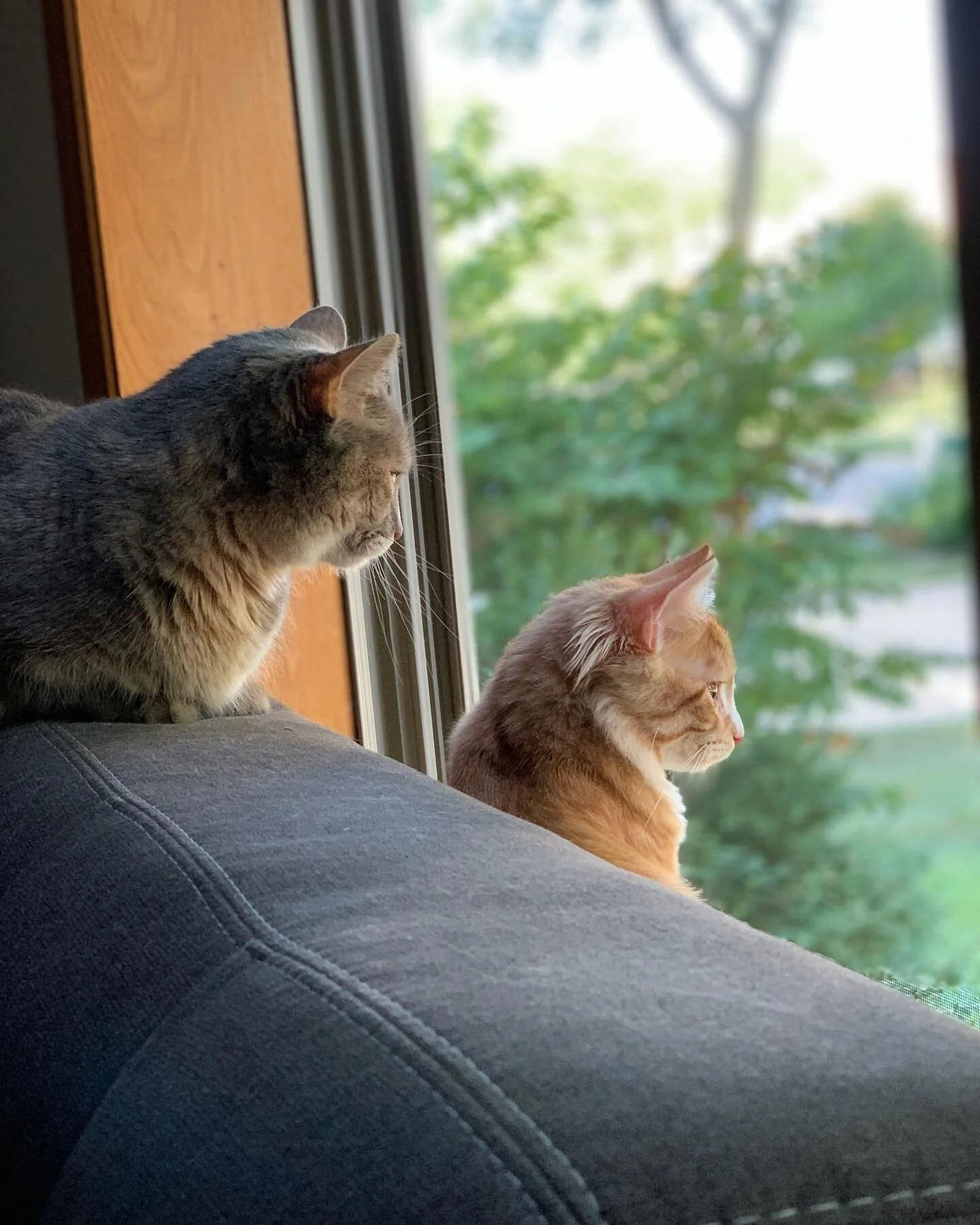 Our Human Friend @pixlecat._ comes home today and we are soo excited&hellip; for her suitcase to be here.